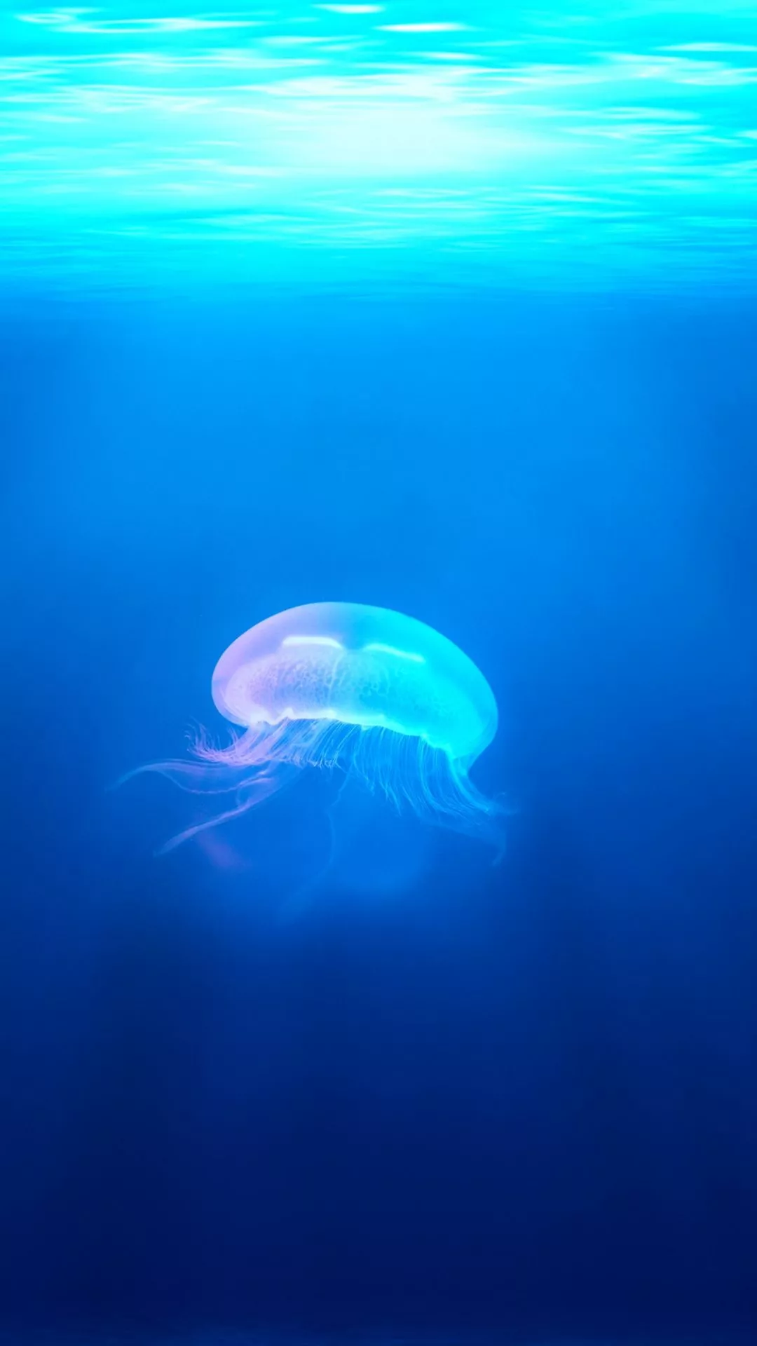 Jellyfish, Water, Ocean iPhone