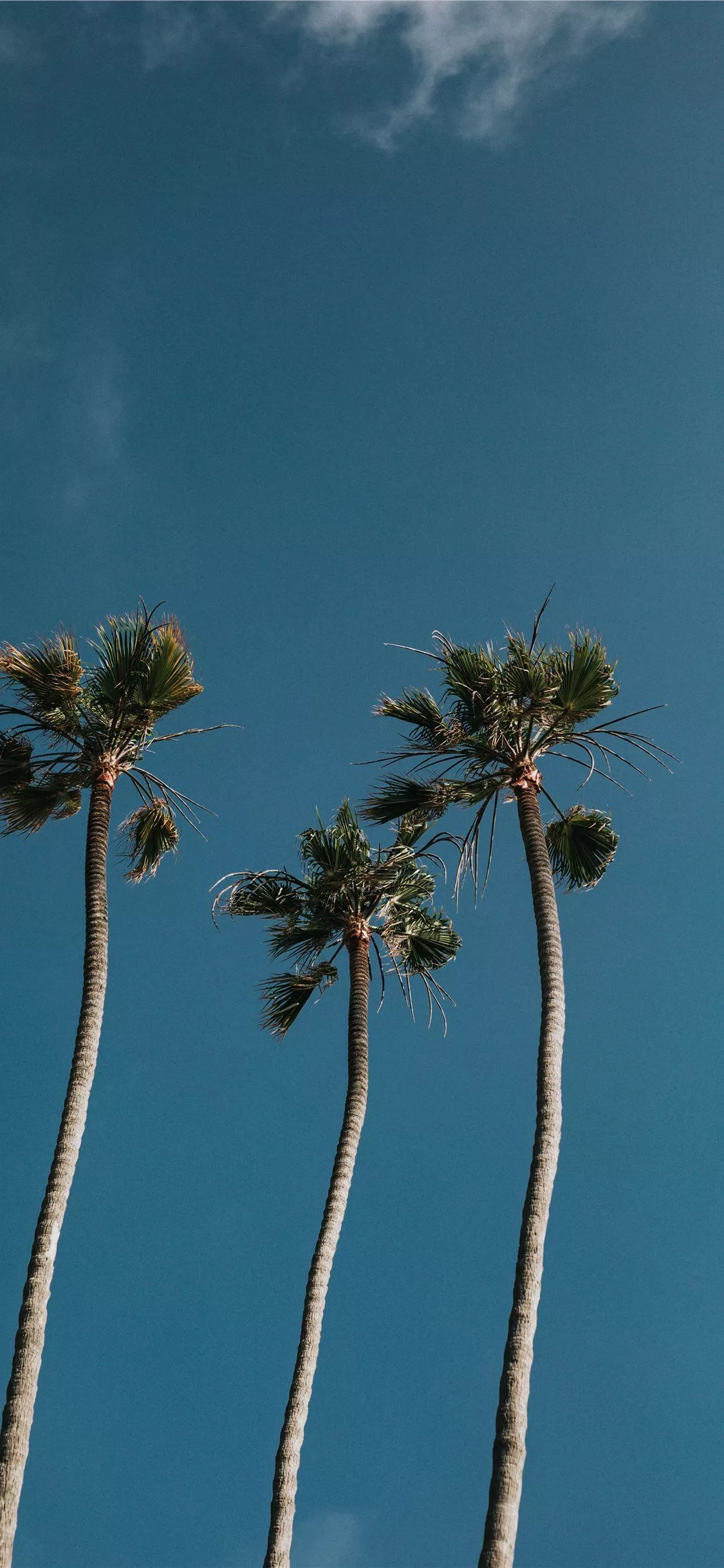 Palm Tree Trio iPhone X Wallpaper