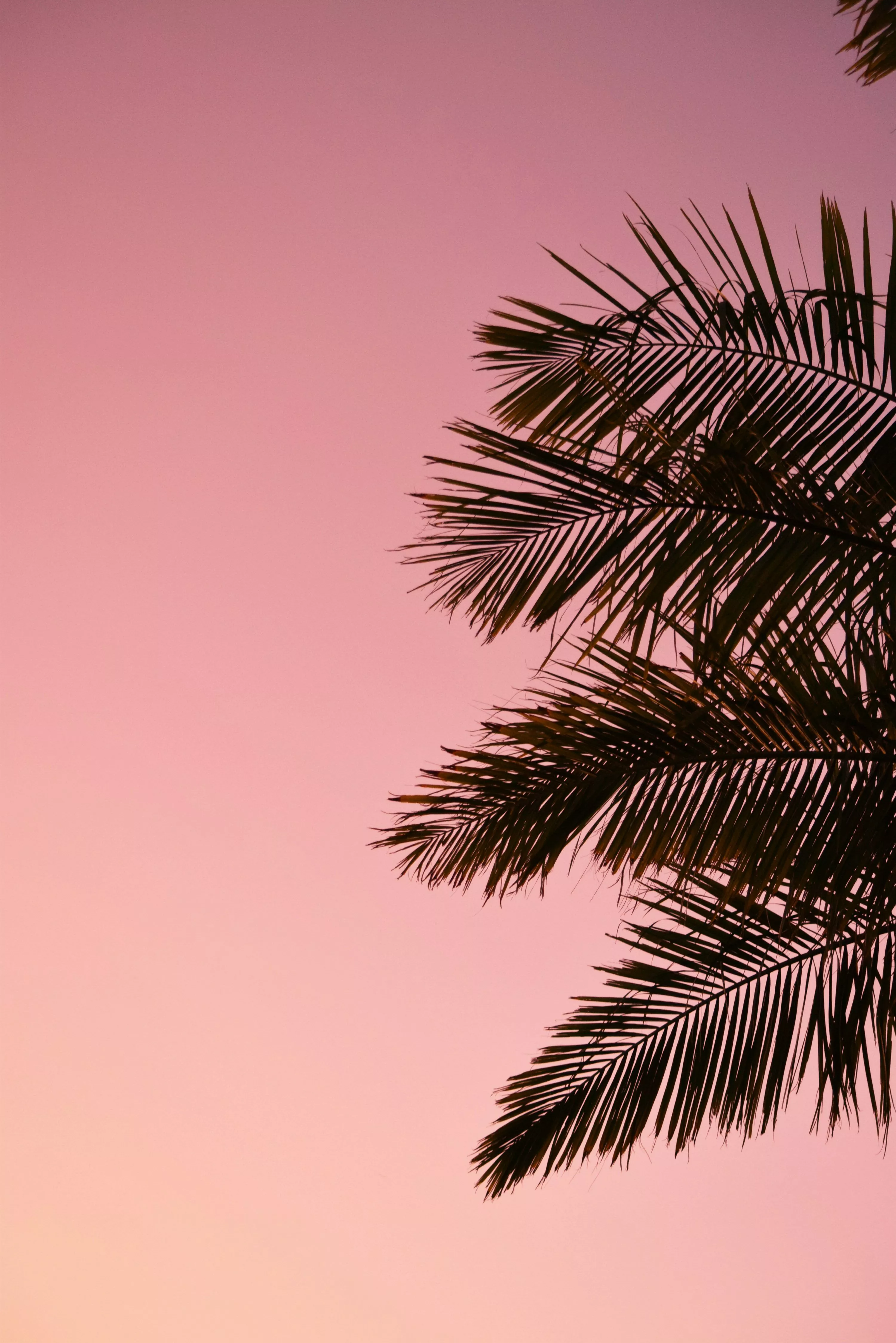A palm tree is silhouetted against a