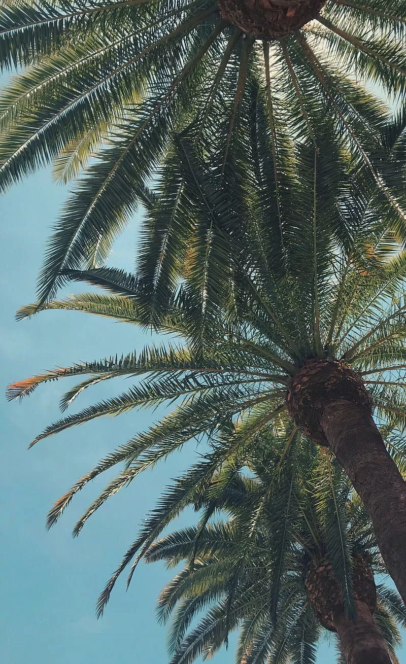 X*x, palm trees, summer, tropical, HD