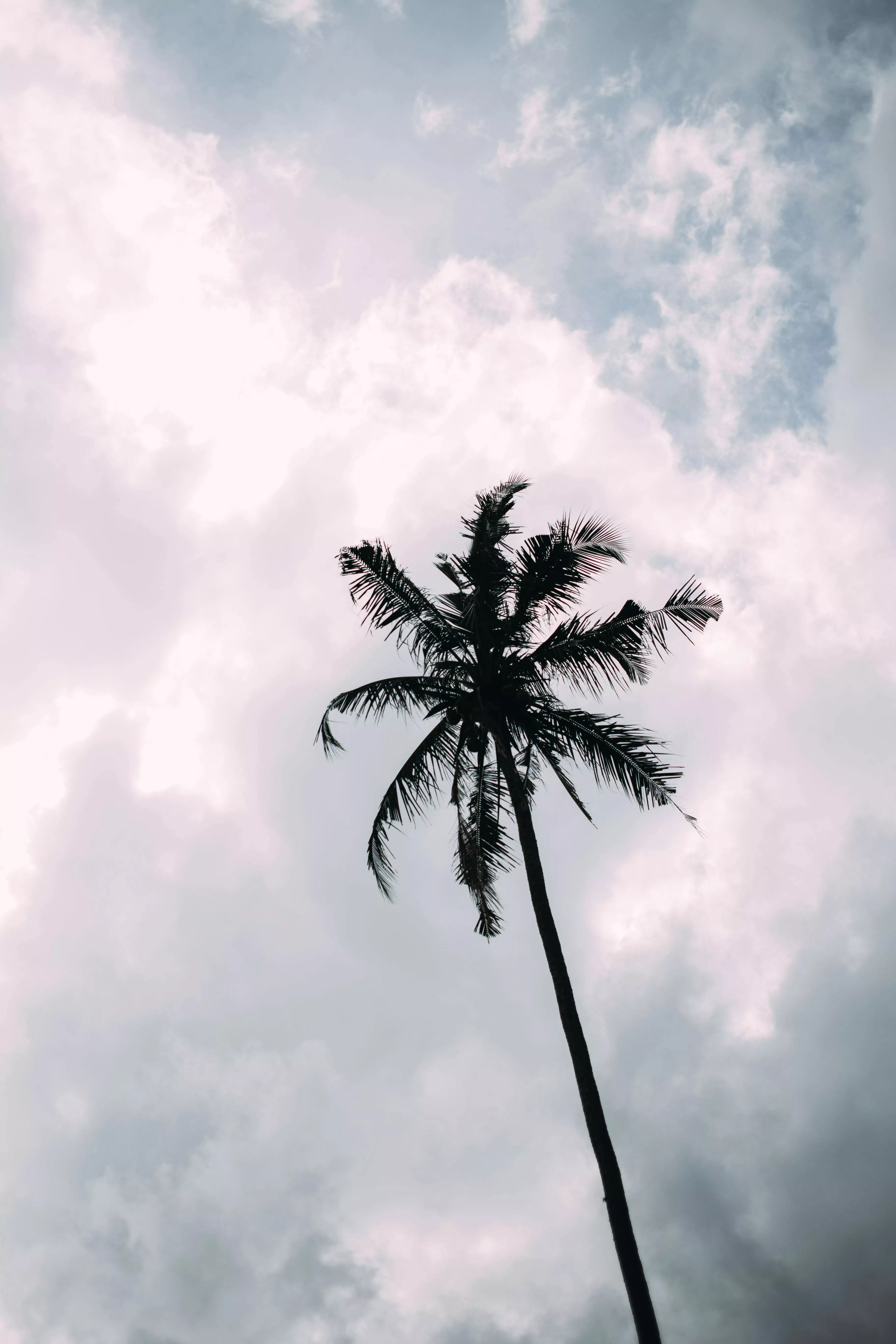 Palm Tree against the Sky · Free Stock
