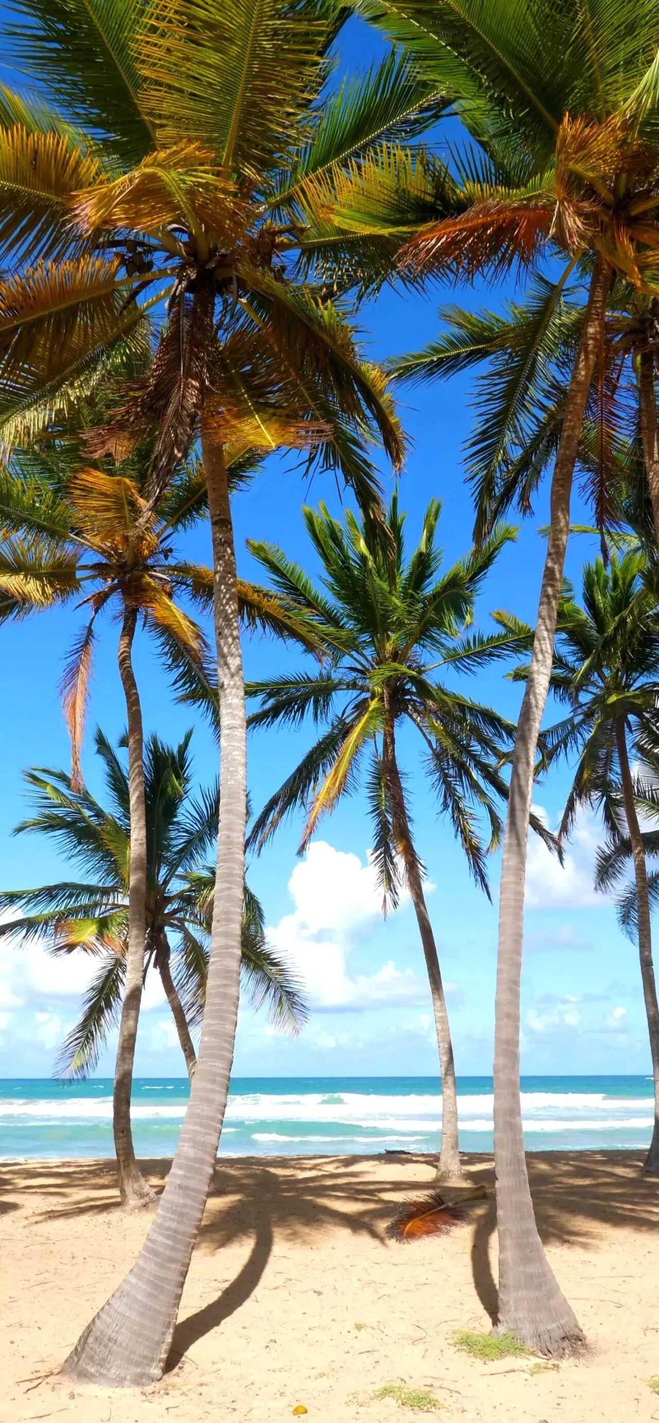 Palm Beach. LIVE Wallpaper