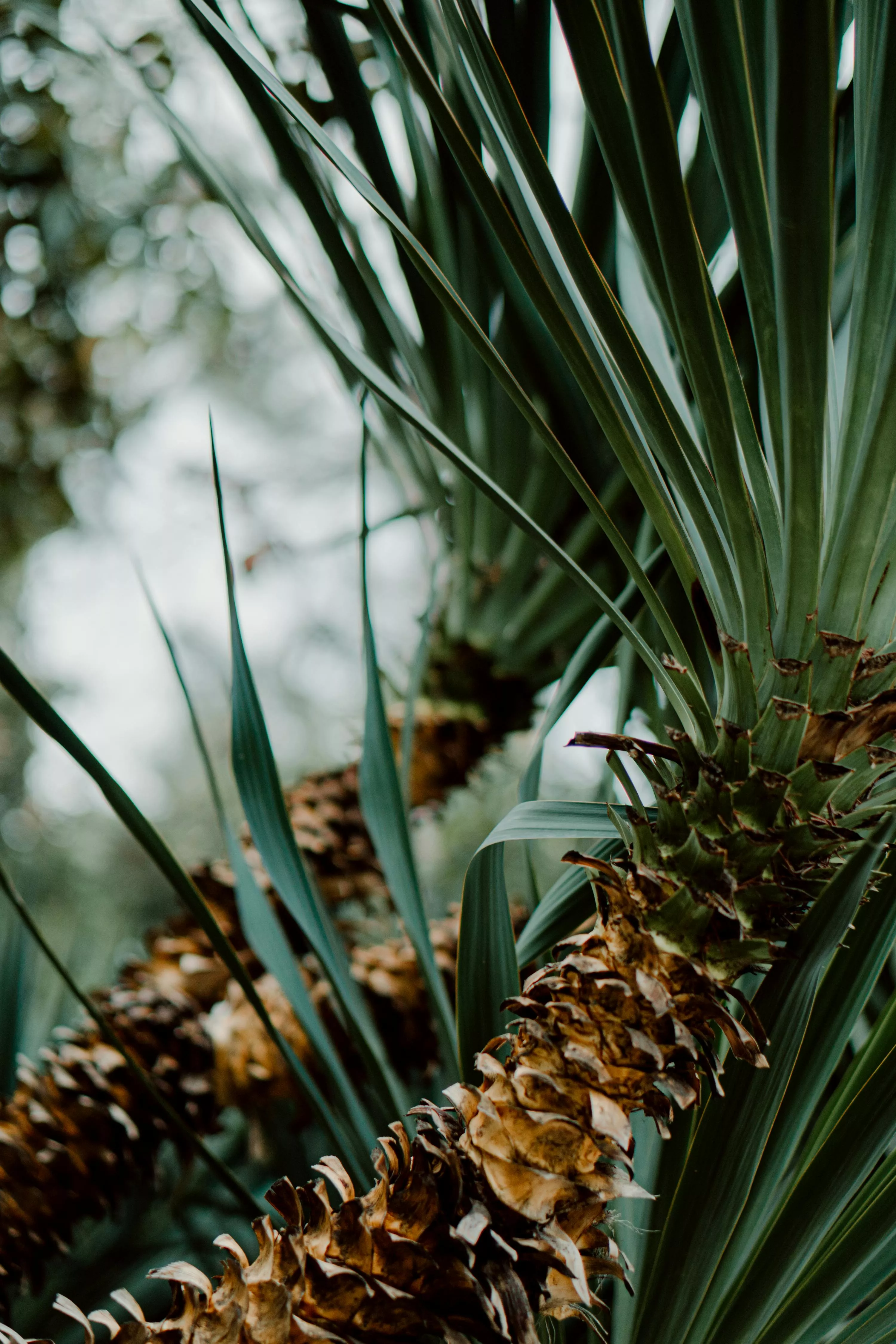 Palm Tree in Close Up Shot · Free Stock