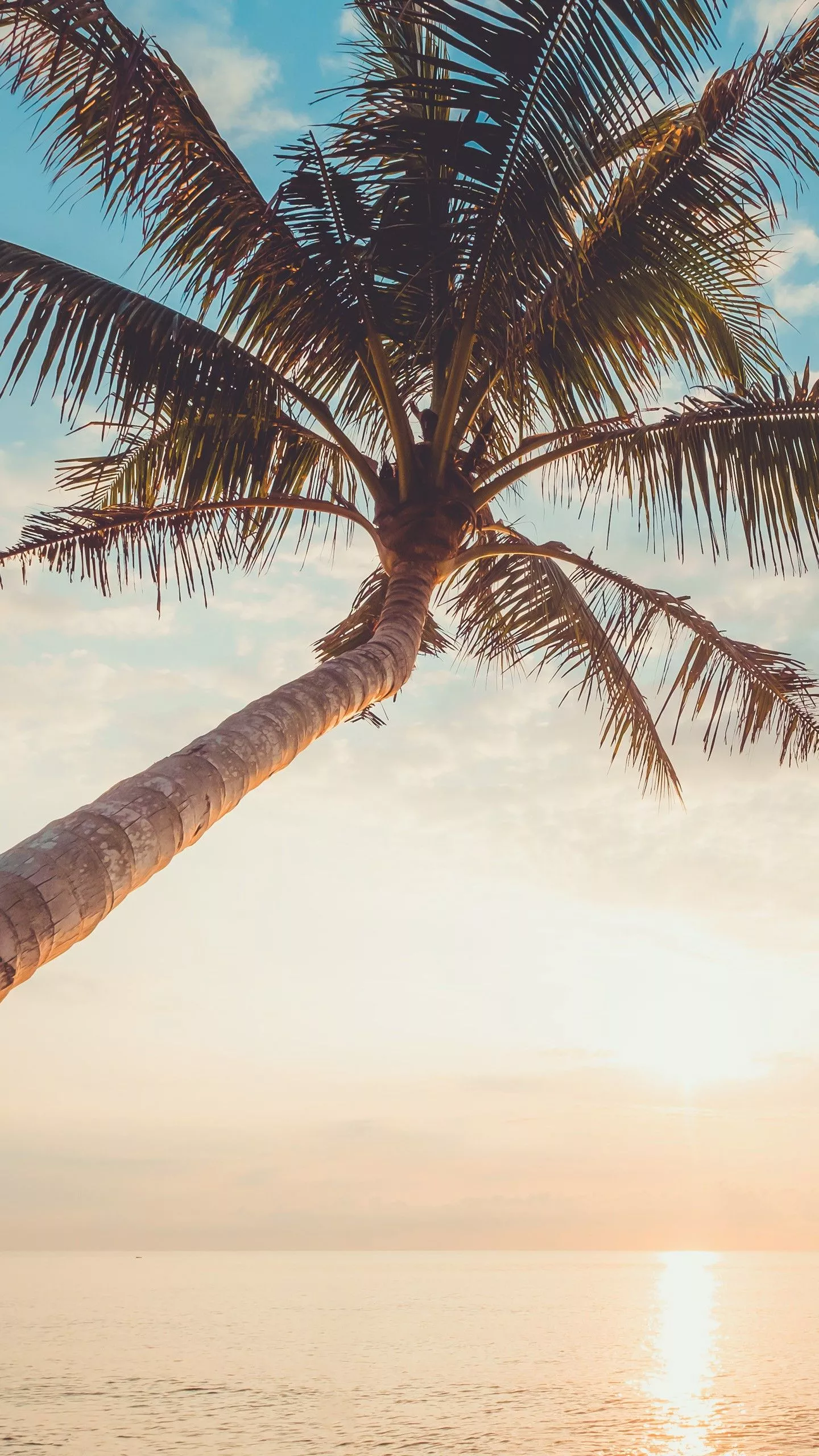 Slanting Palm Tree White Clouds Blue