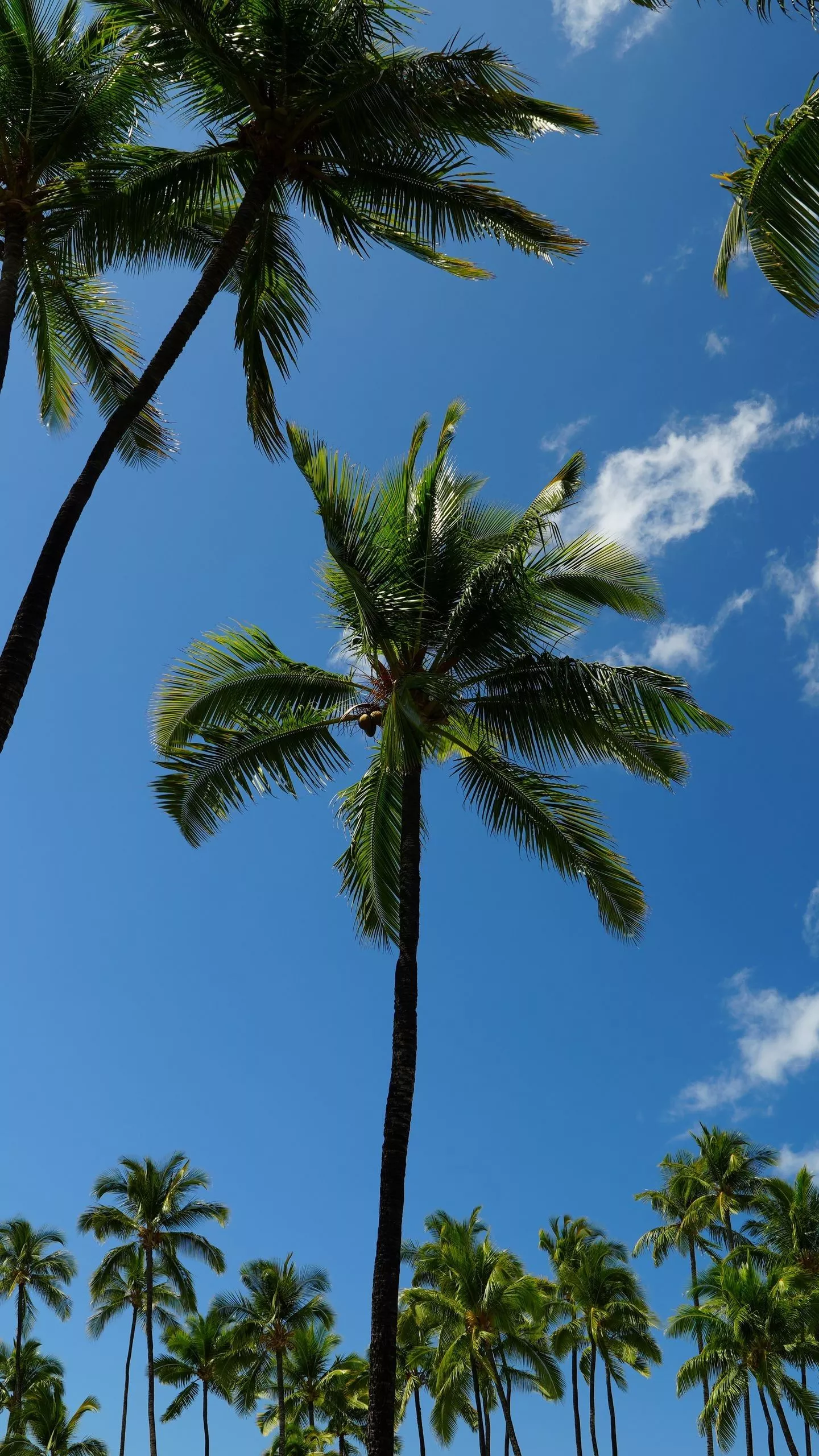 Tropics Palm Trees Leaves Blue Sky