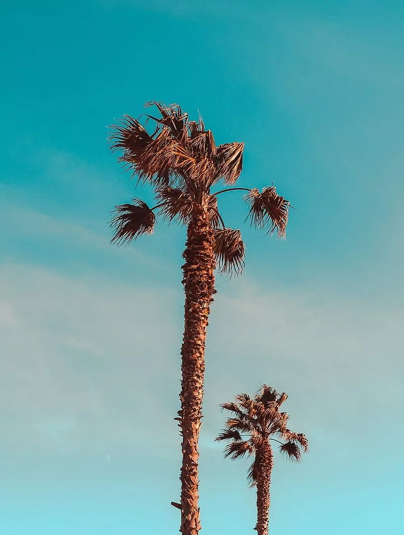 Palm, trees, leaves, HD phone wallpaper