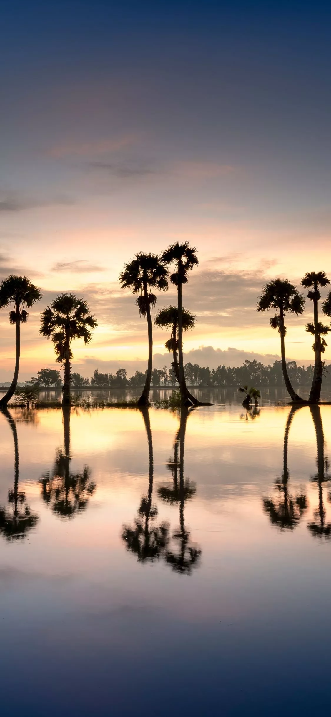 Palm trees Wallpaper 4K, Silhouette, 8K