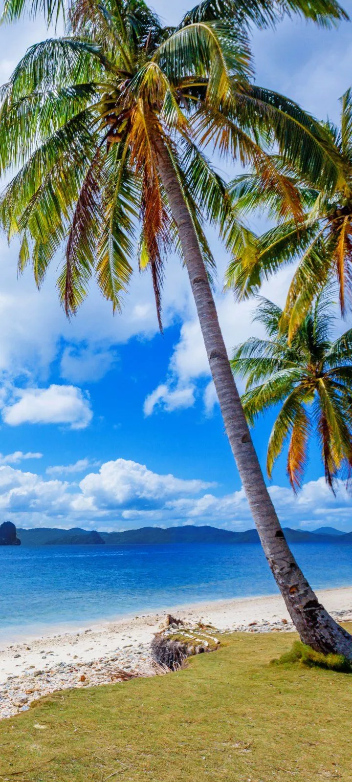 Palm Tree Tropical Phone Wallpaper