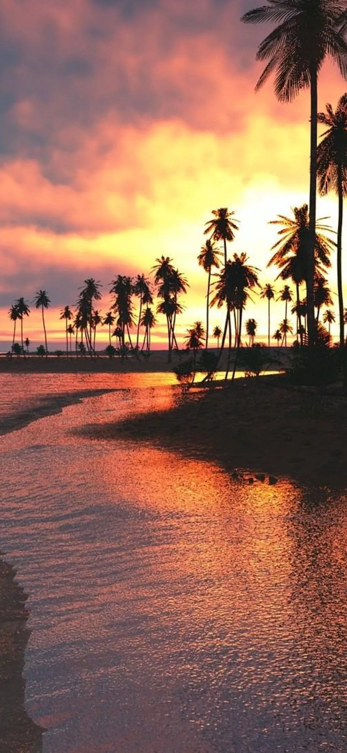 Palm Trees Sunset Sea iPhone