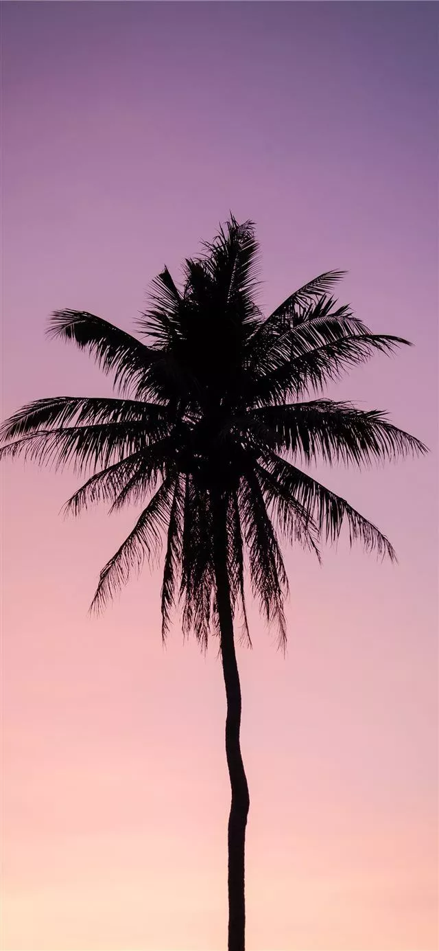 Best Palm tree iPhone X HD Wallpaper