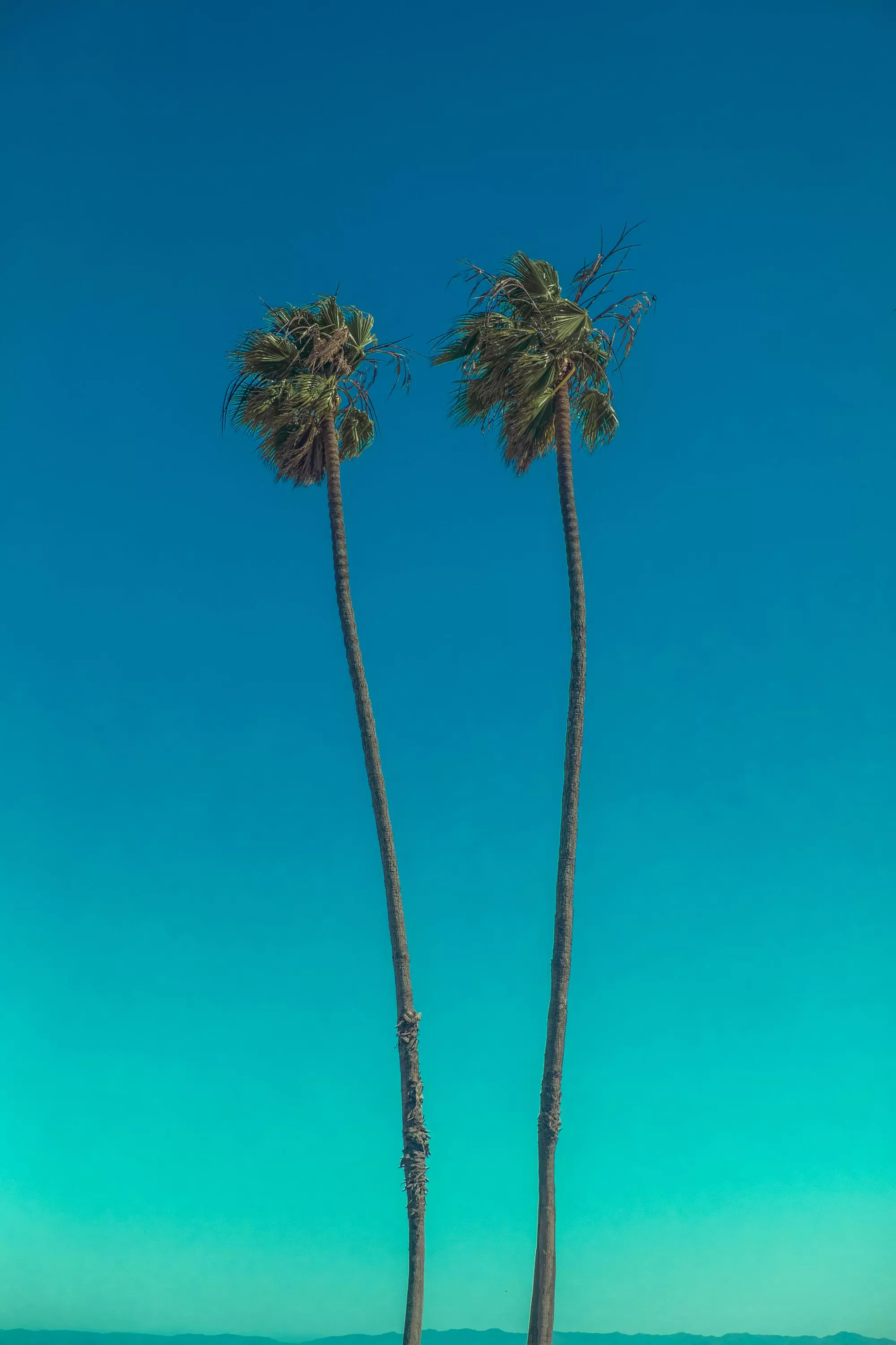 A Tall Palm Trees Under Blue Sky · Free