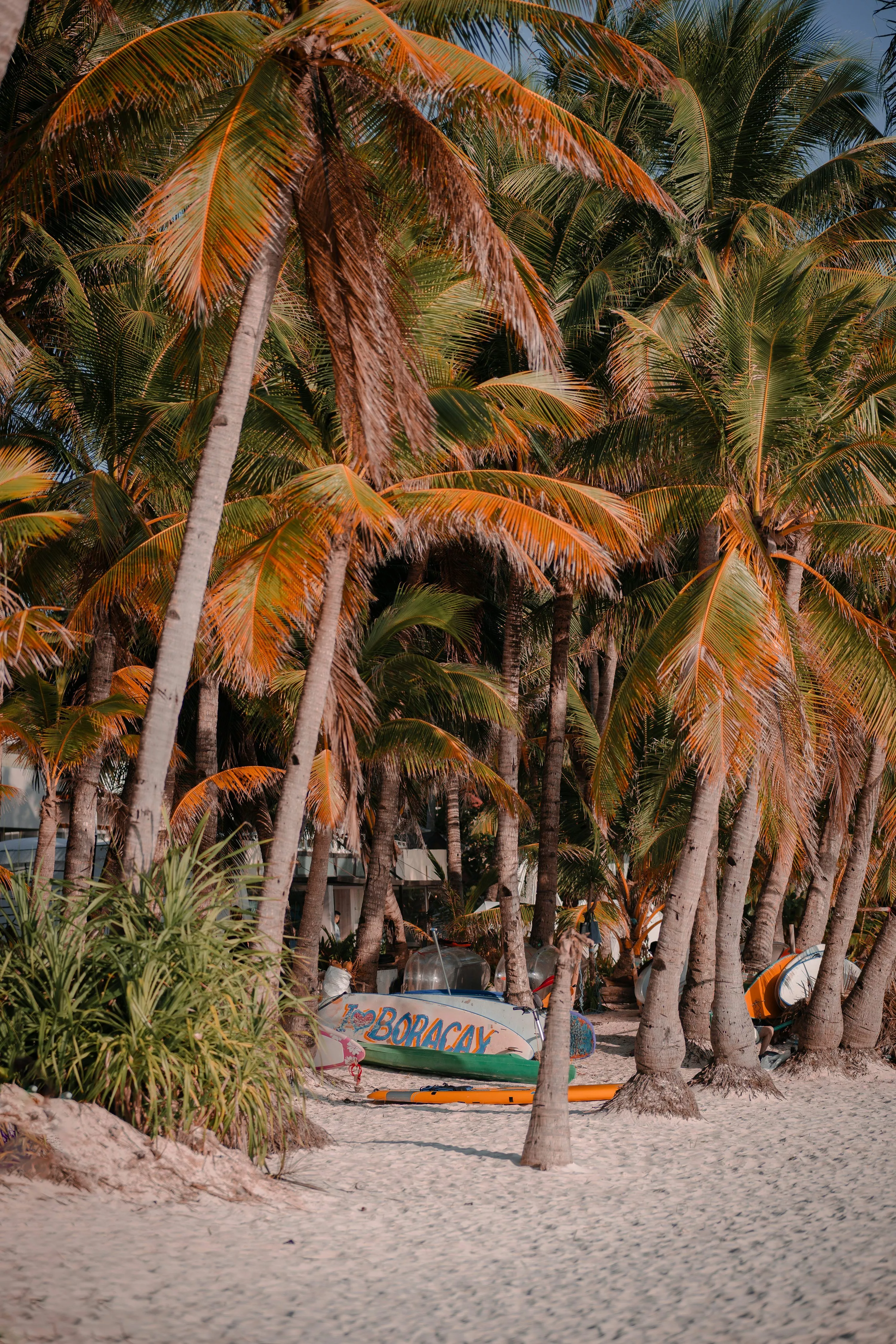 A row of palm trees next to a beach