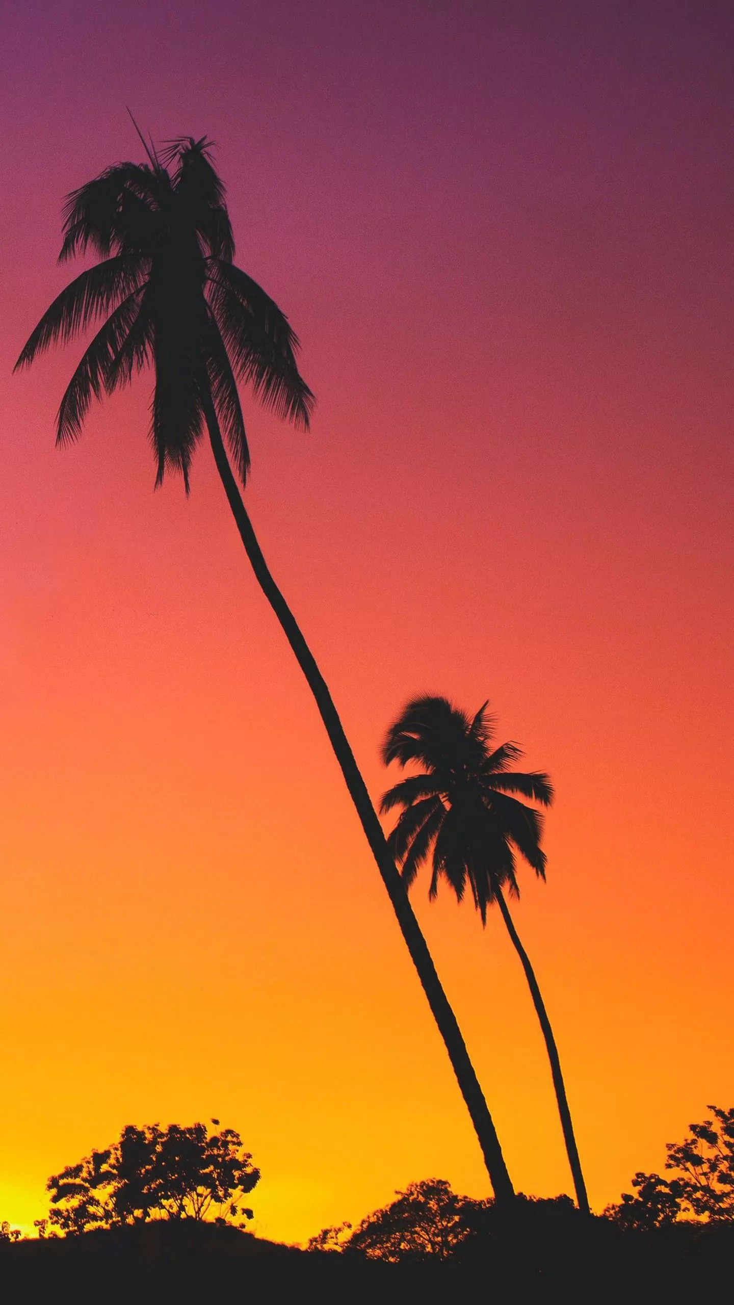 Palms Trees In Silhouettes Background