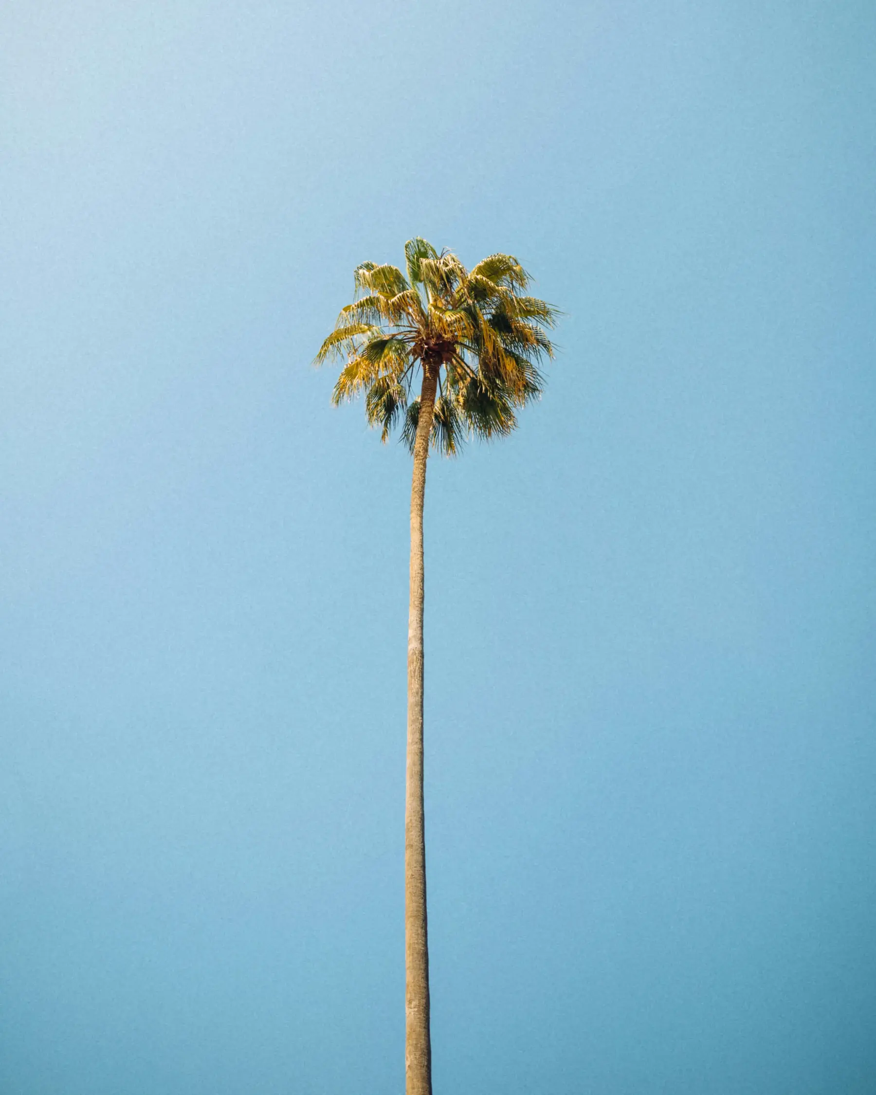Minimalist Tropical Palm Tree Wallpaper