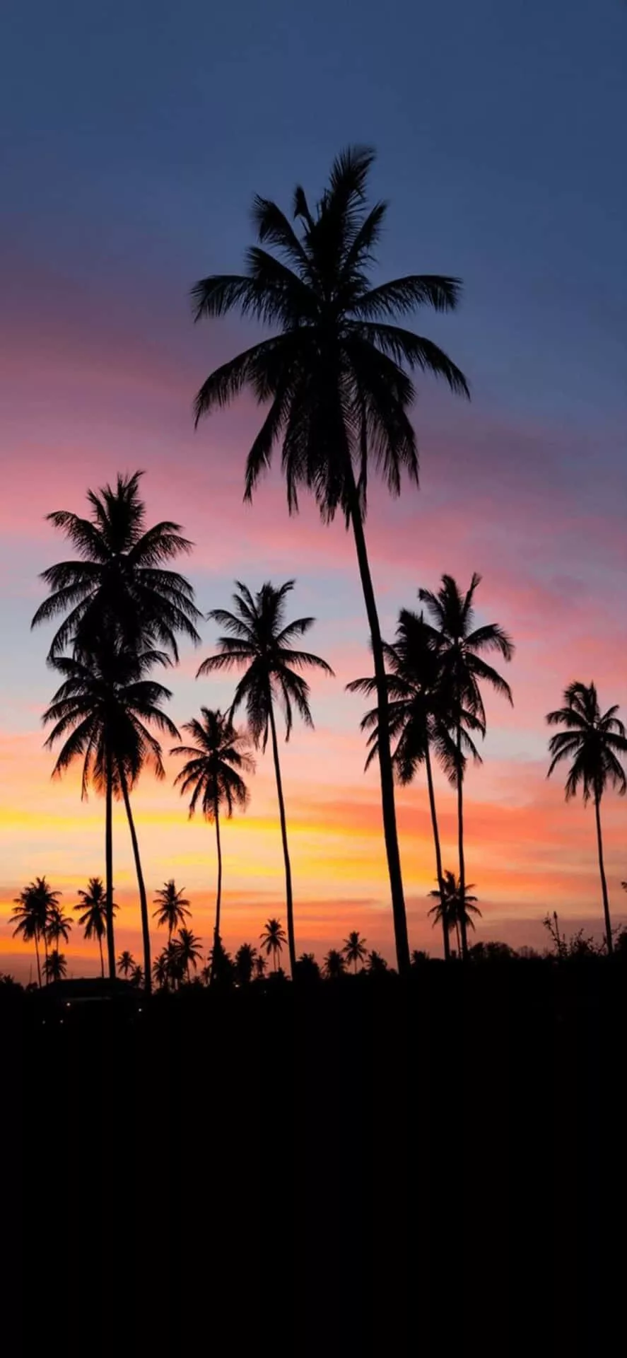 Download Palm Trees Silhouetted Against
