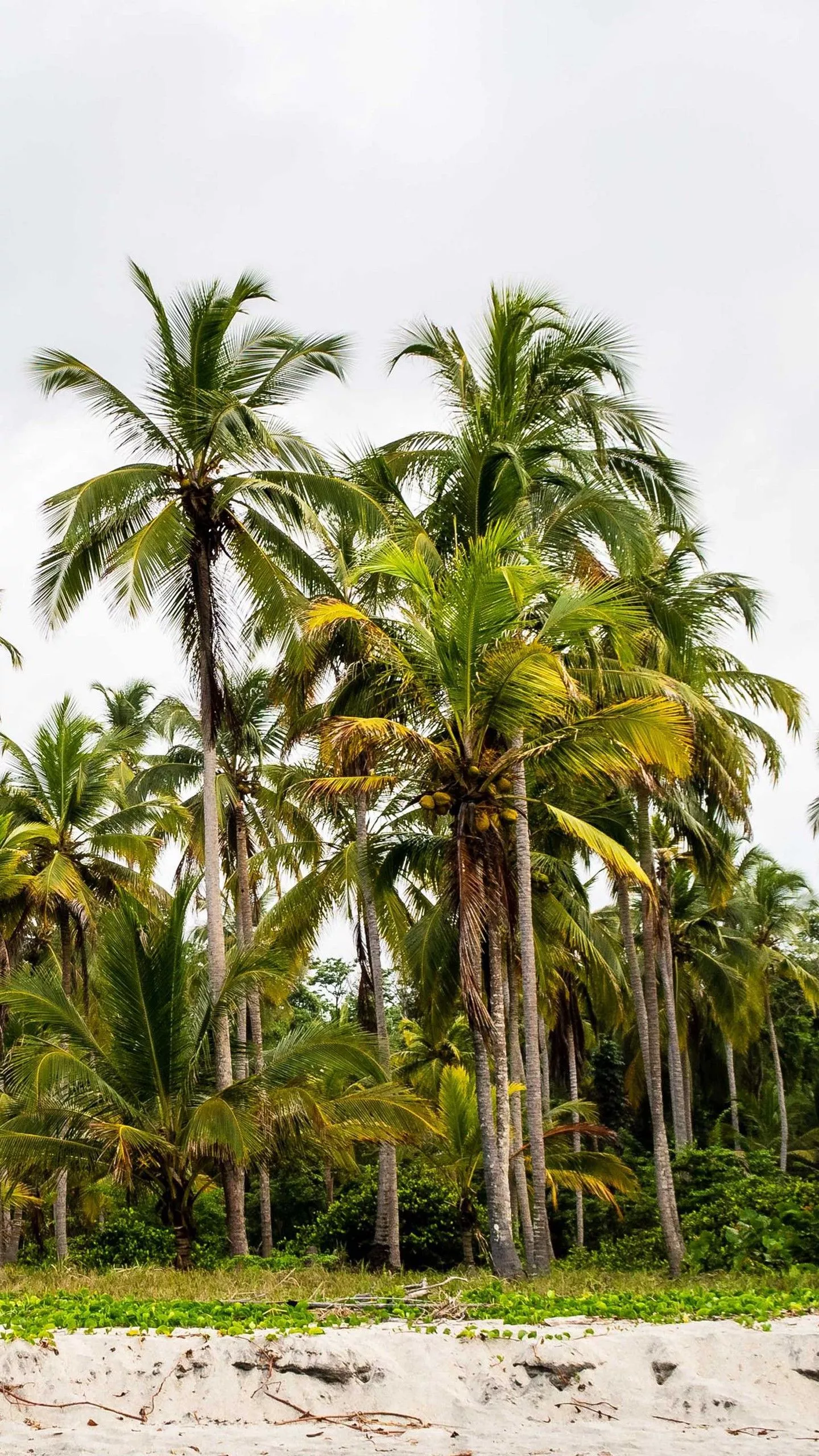 Palm Trees Greenery Land Under White