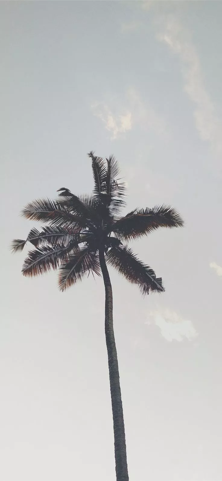 tree iPhone X Wallpaper