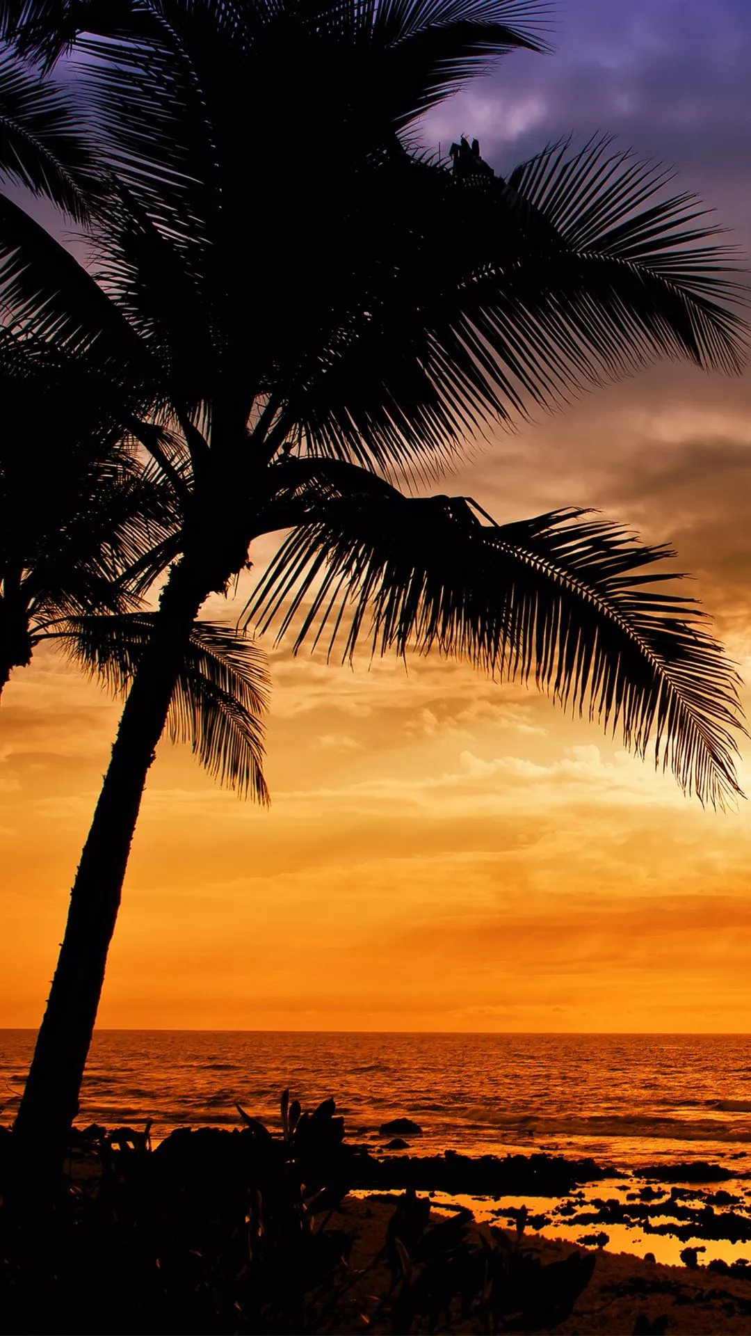 Sunset Horizon Ocean Nature Palm Tree