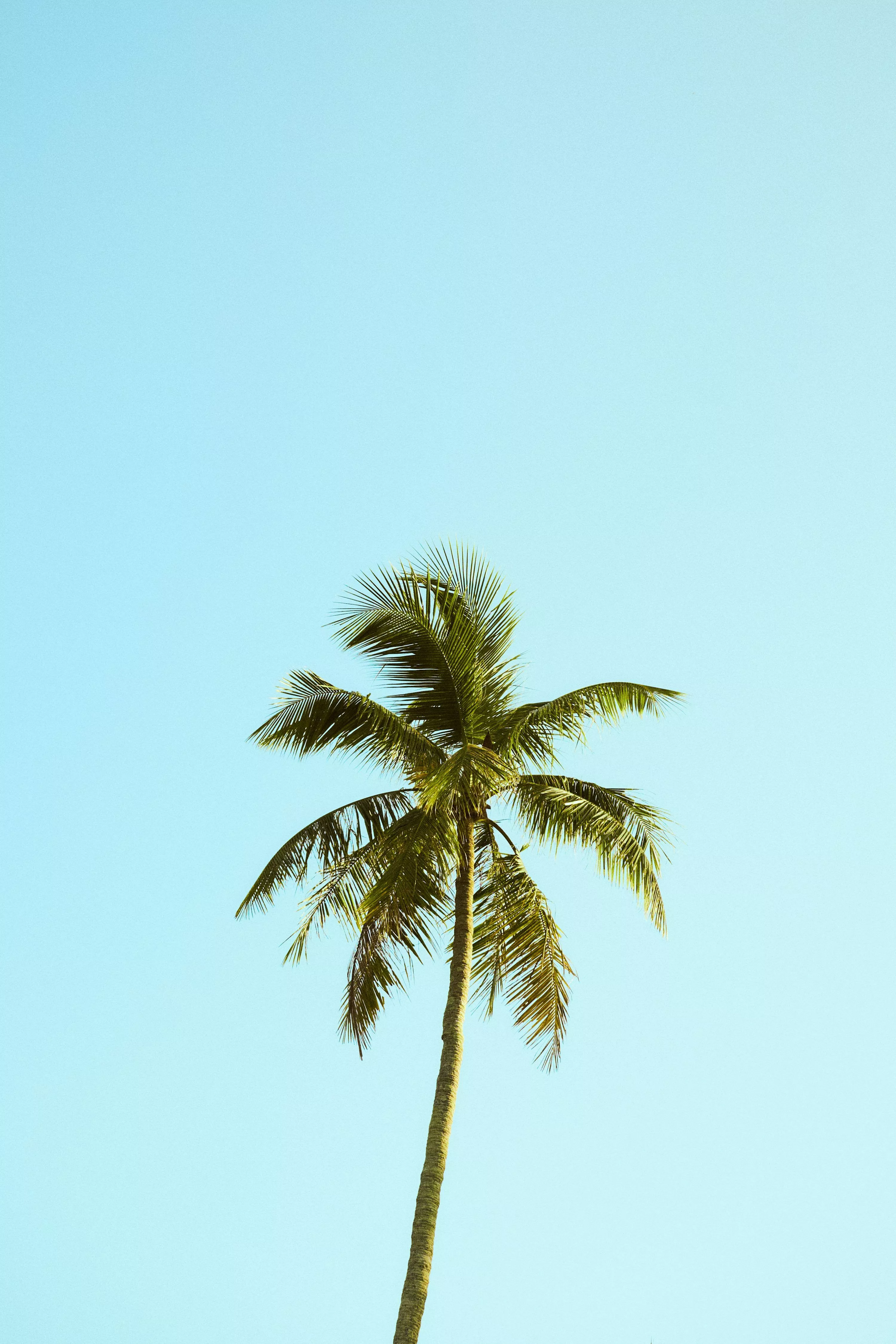 Palm Tree Picture [HD]. Download