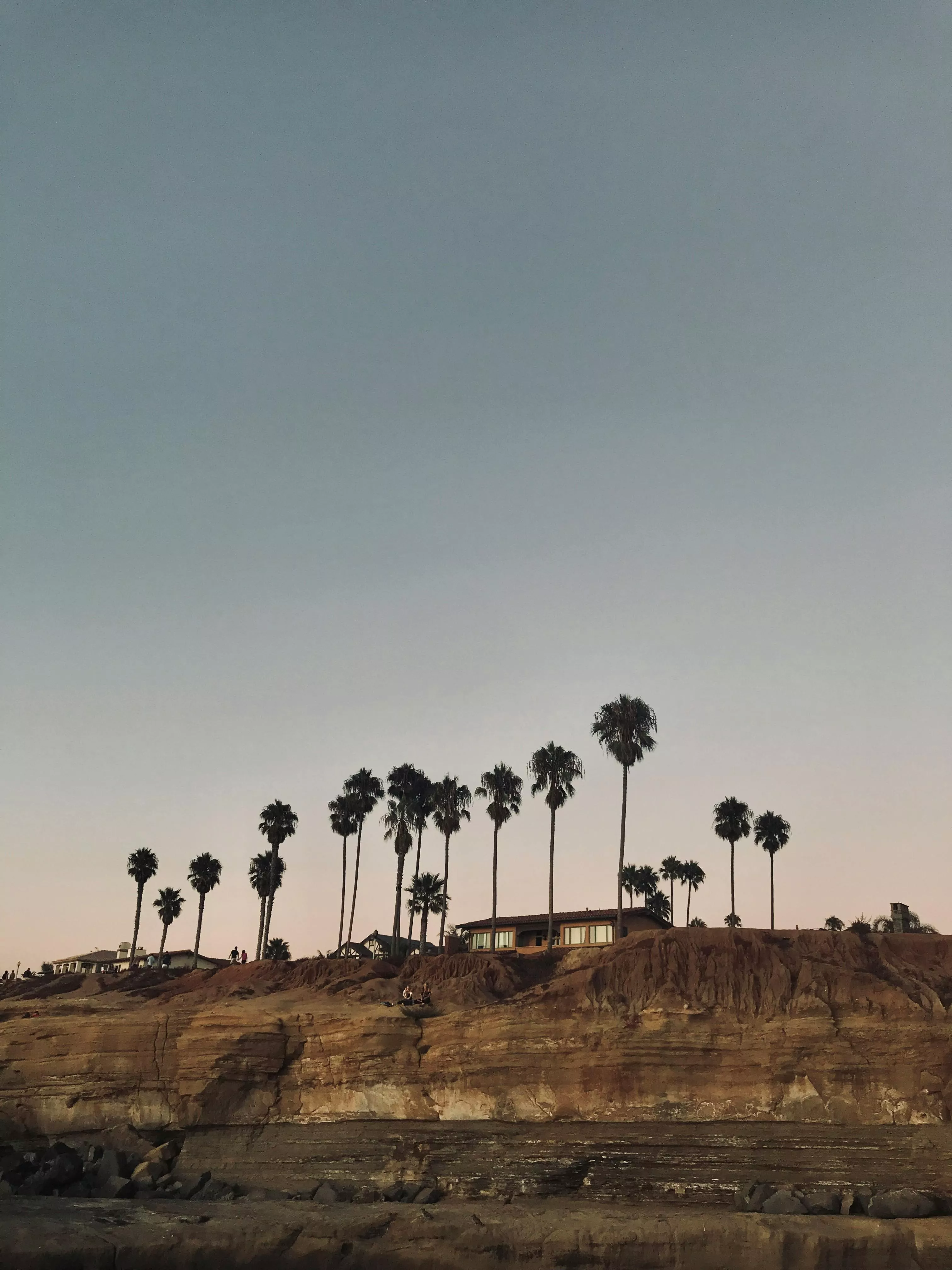 Coconut Palm Trees · Free