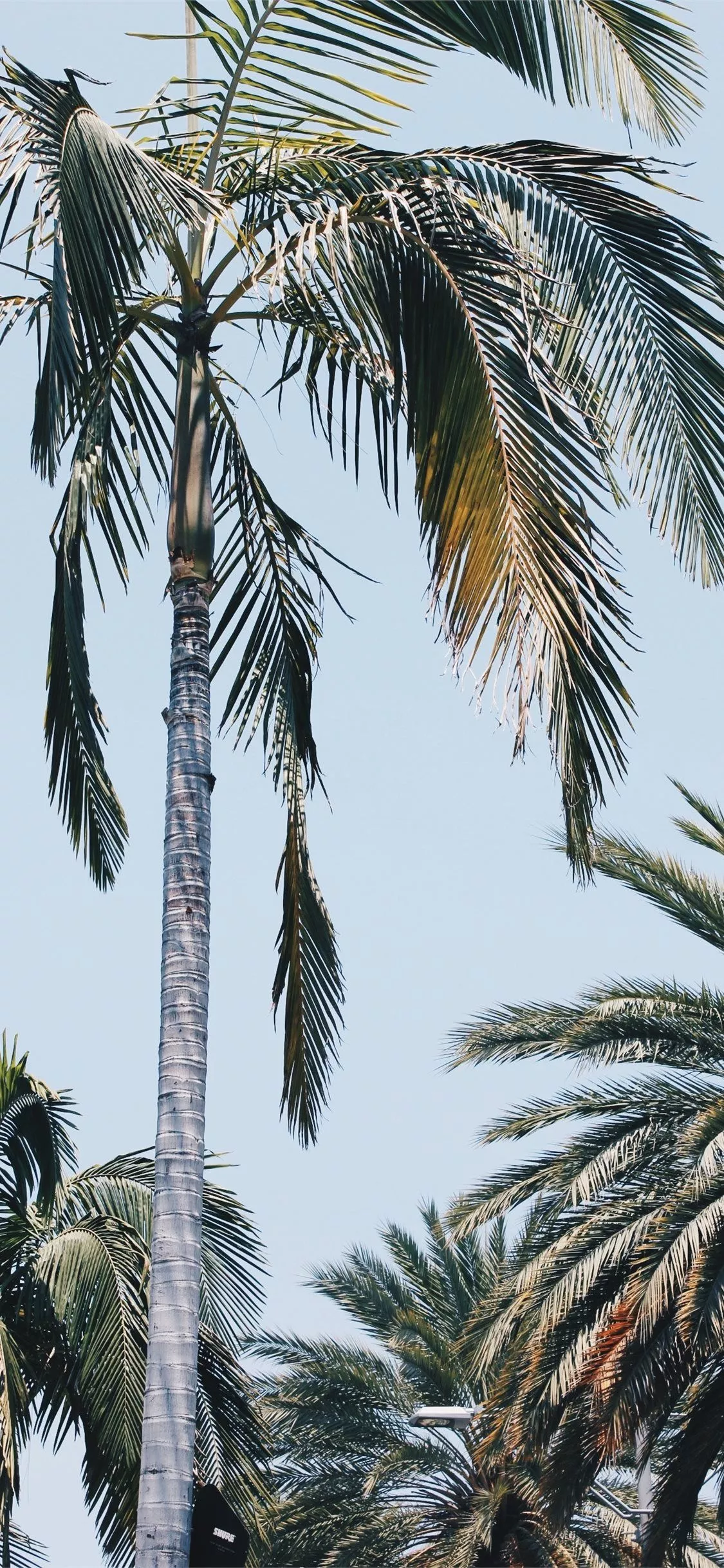 Beverly Palms iPhone X Wallpaper Free