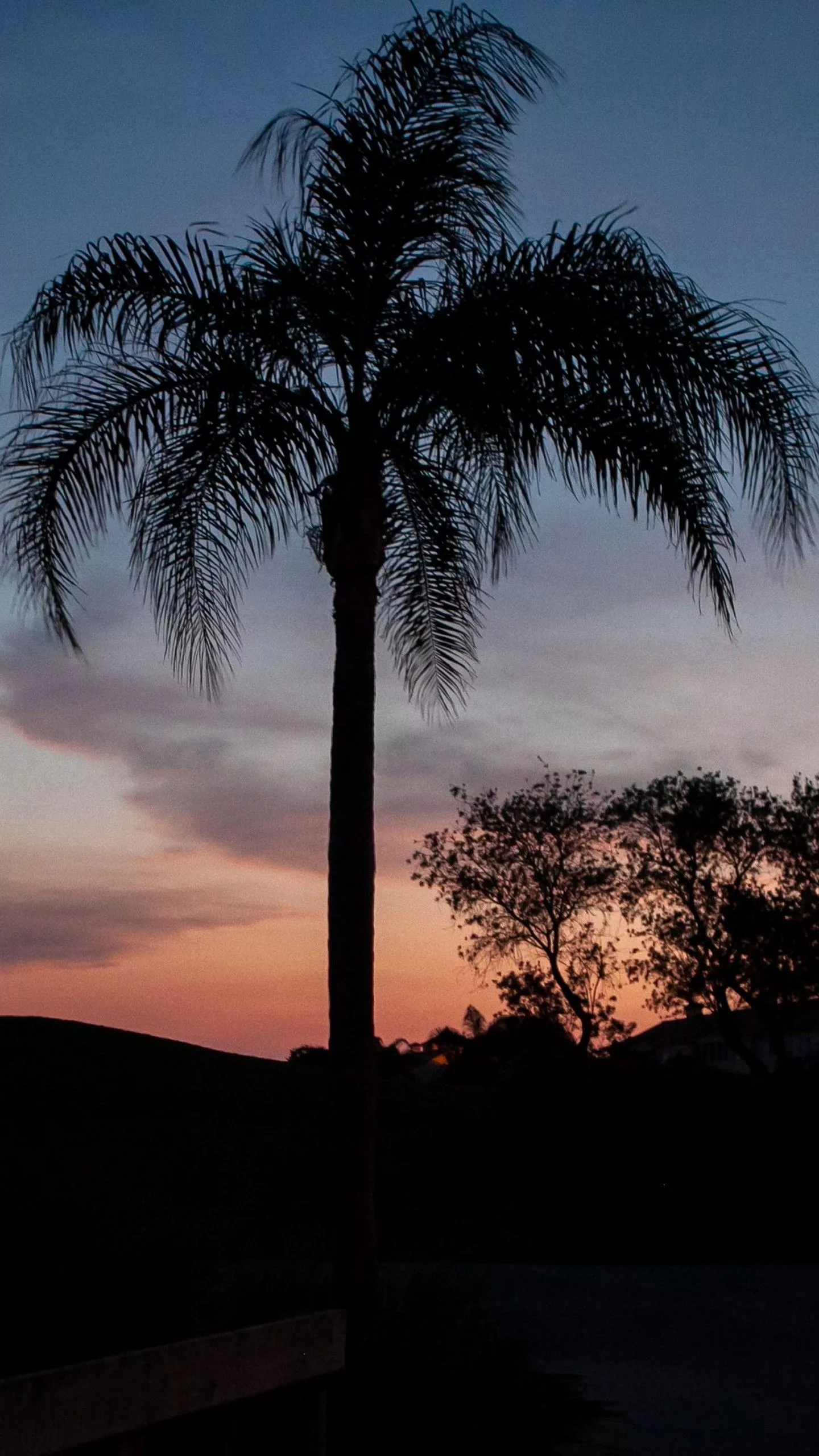 Palm Tree Bushes Silhouette Blue Sky