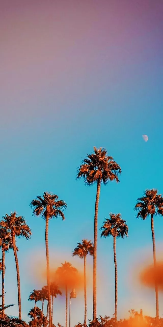 Spectacular Palm Trees