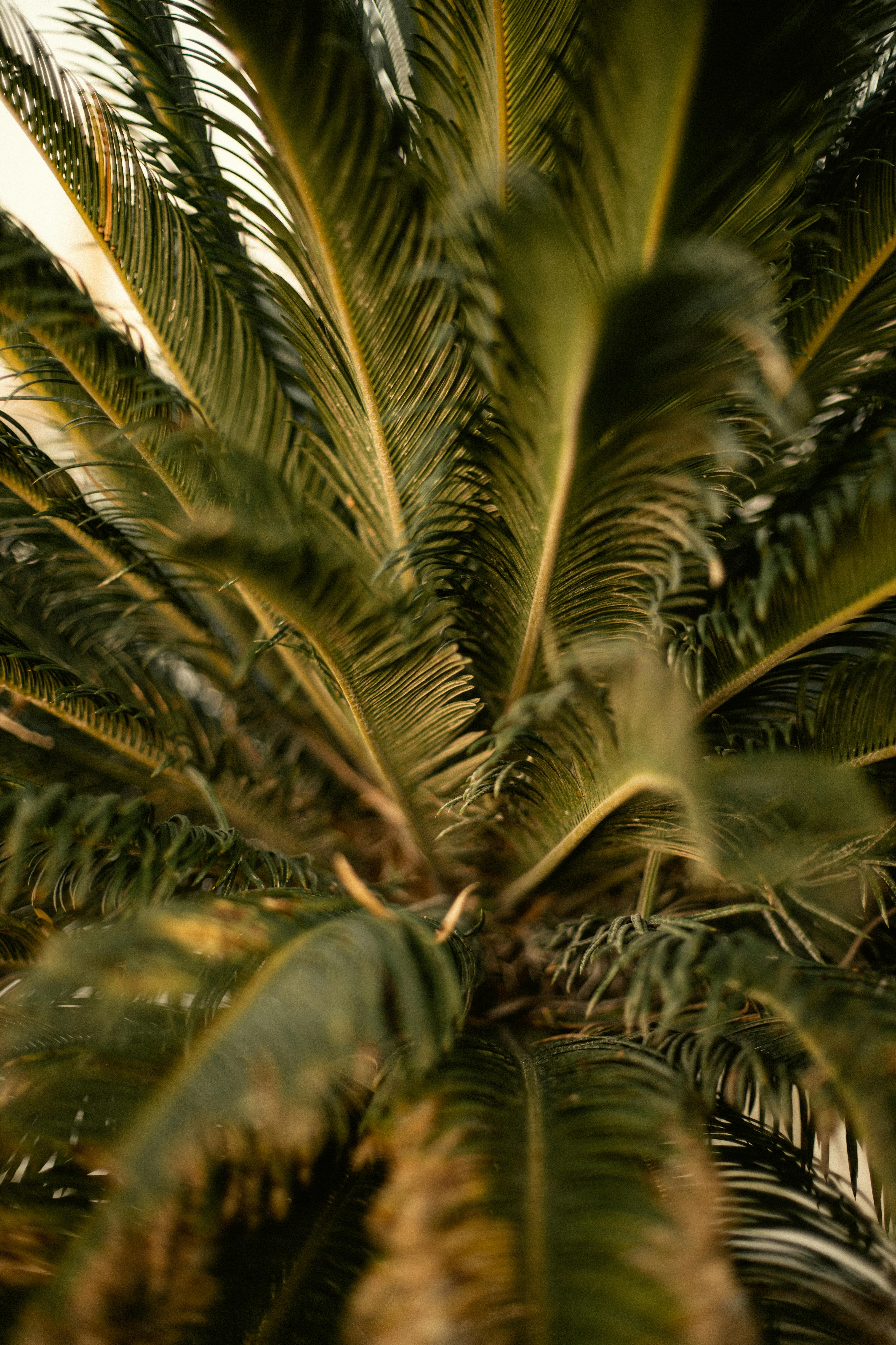 Palm Tree · Free