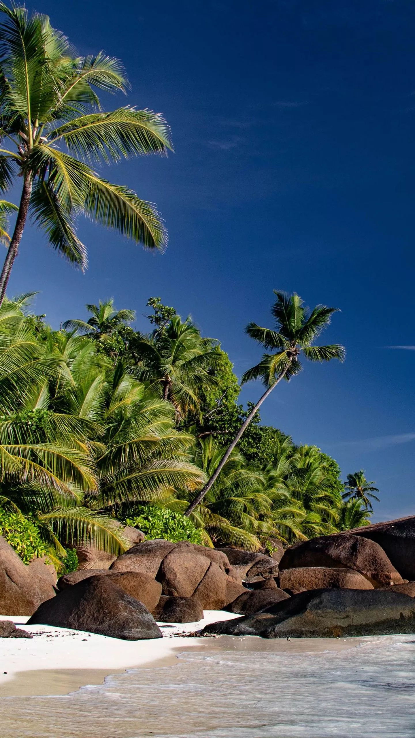 Palm Trees Stone Rocks On Beach Sand