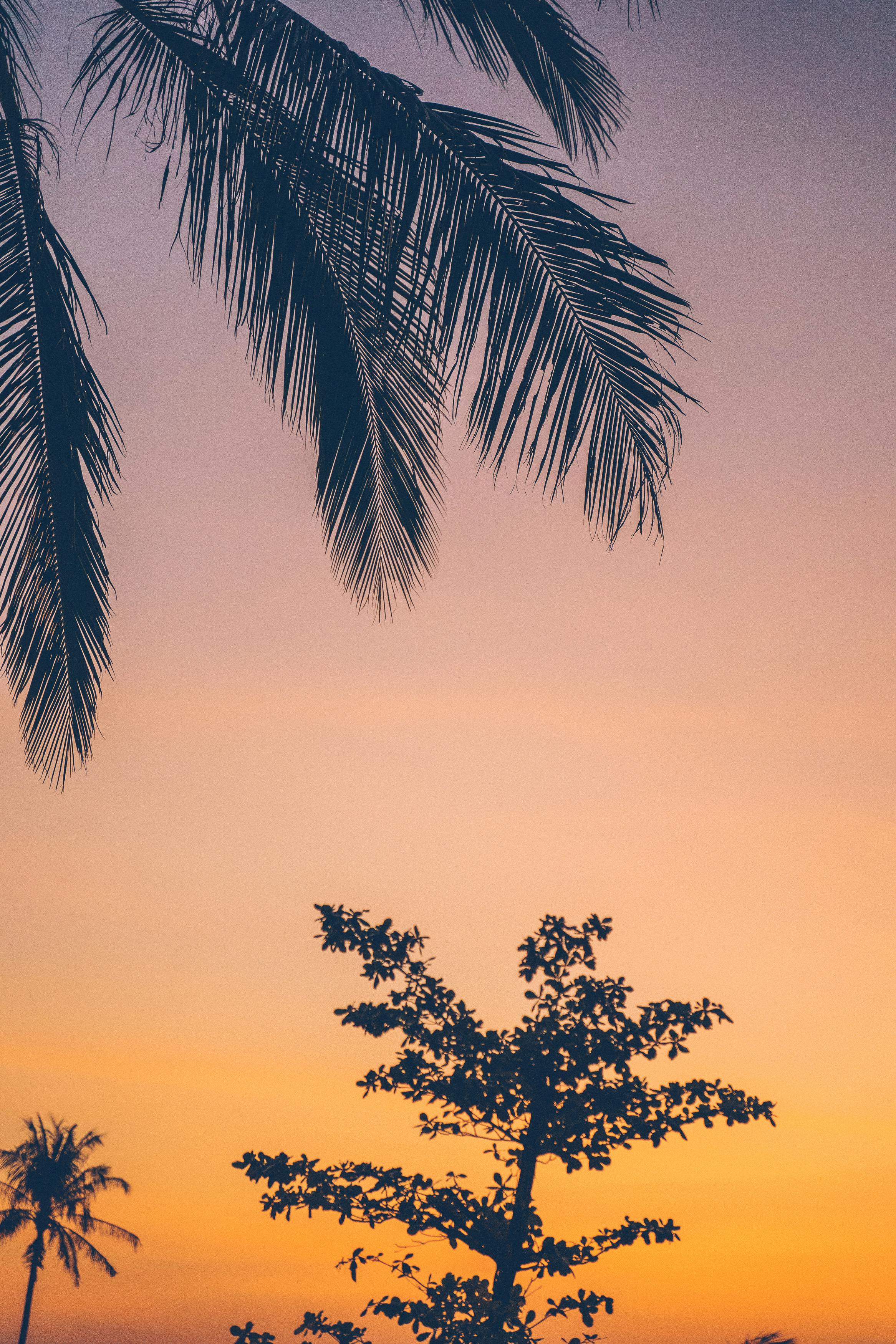Silhouetted Palm Trees on