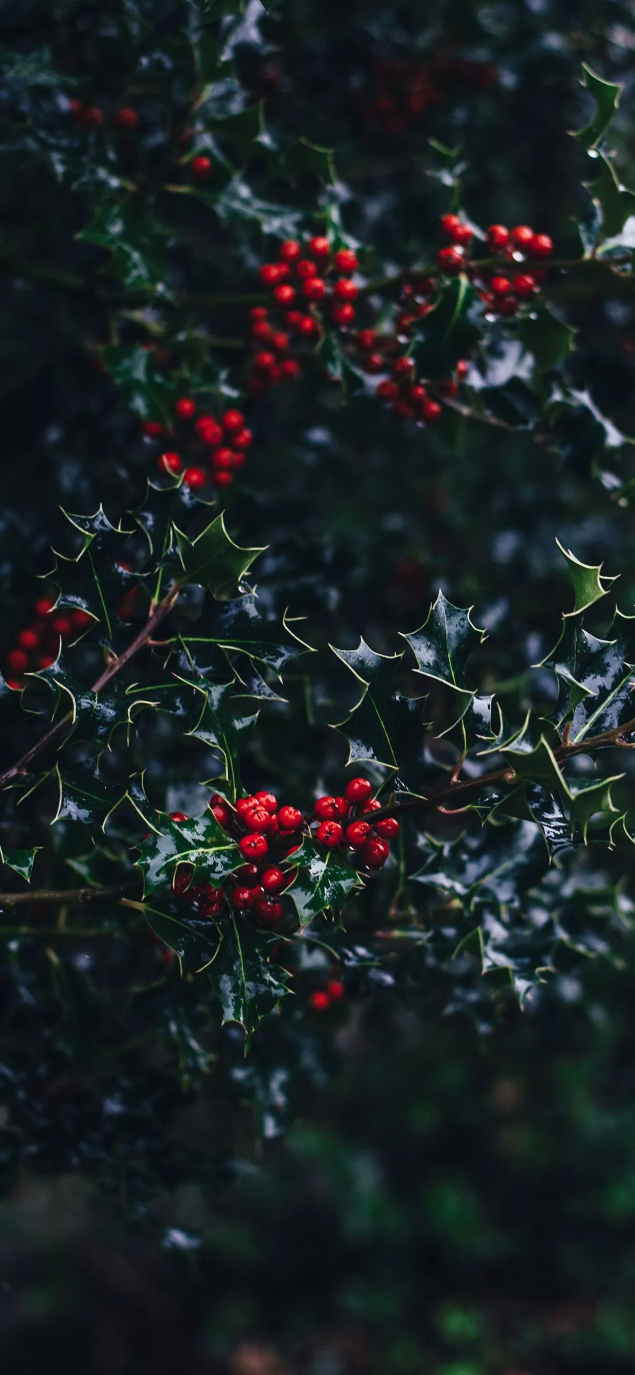 Stunning iPhone XS and XS Max