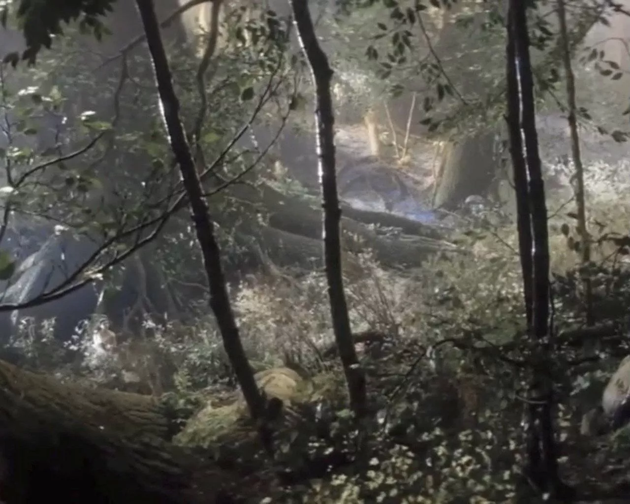 Aesthetic Fairycore Forest Grunge Pfp