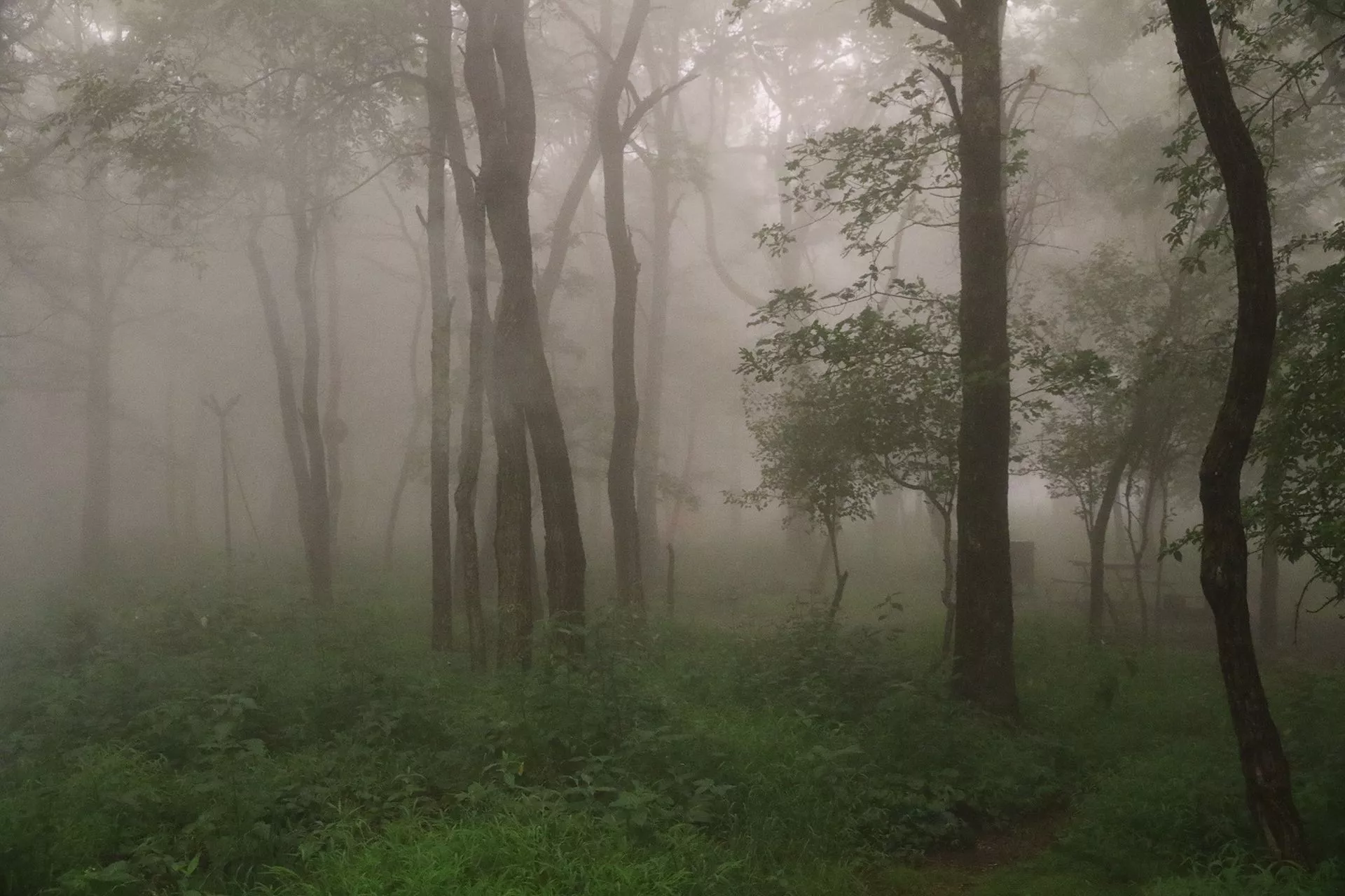 Shenandoah National Park: A Wet Evening