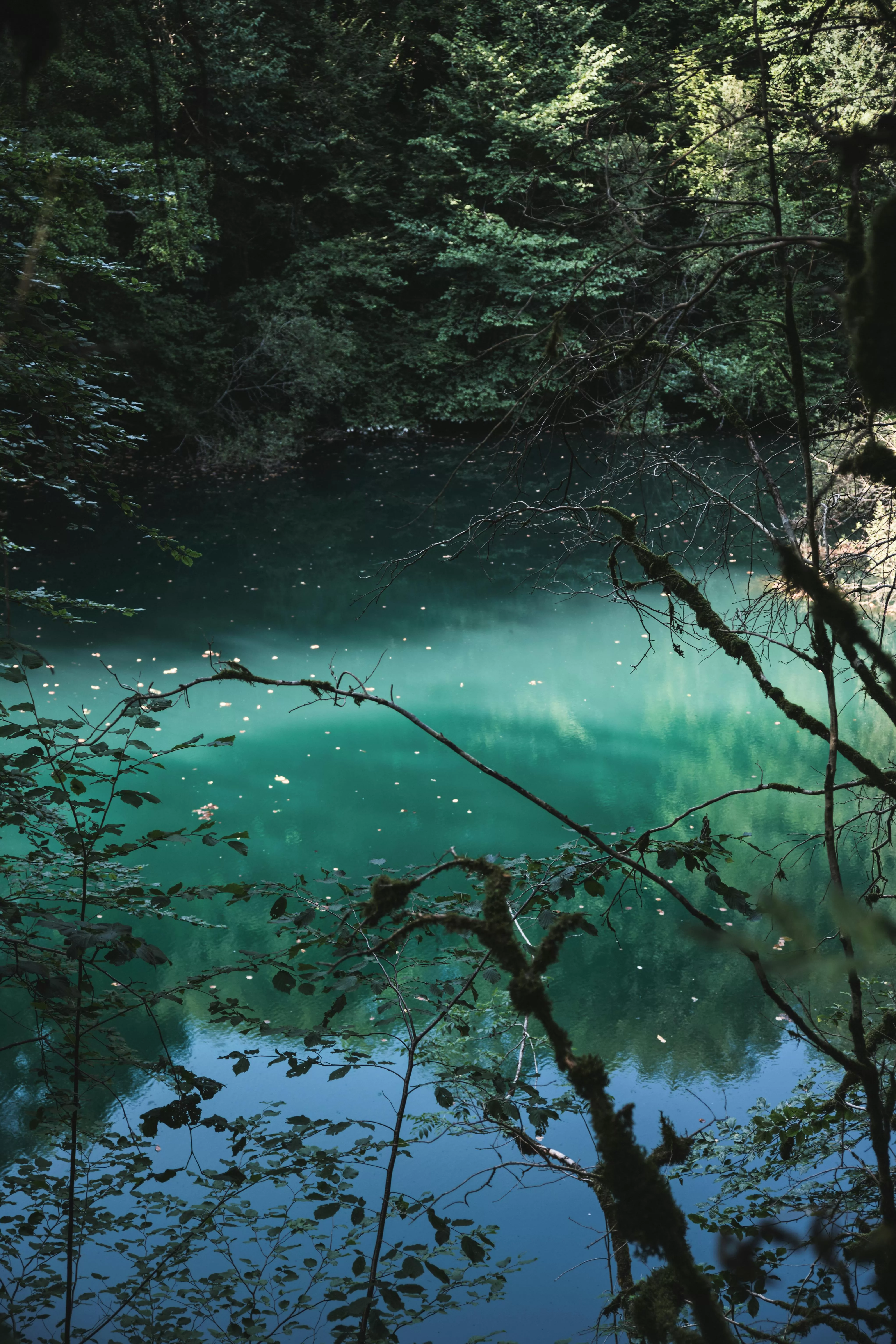 Forest River Photo, Download The BEST