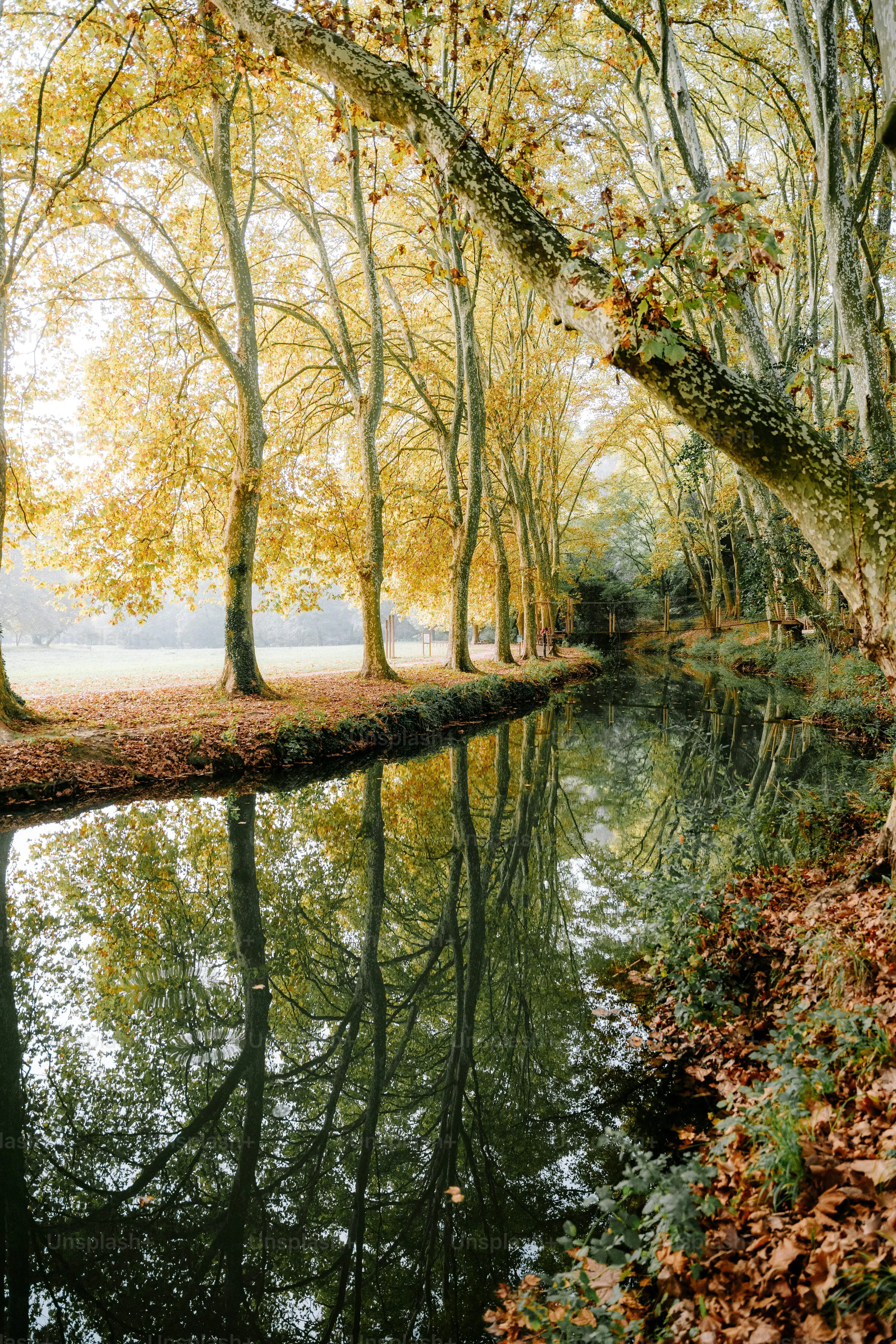 River Picture. Download Free