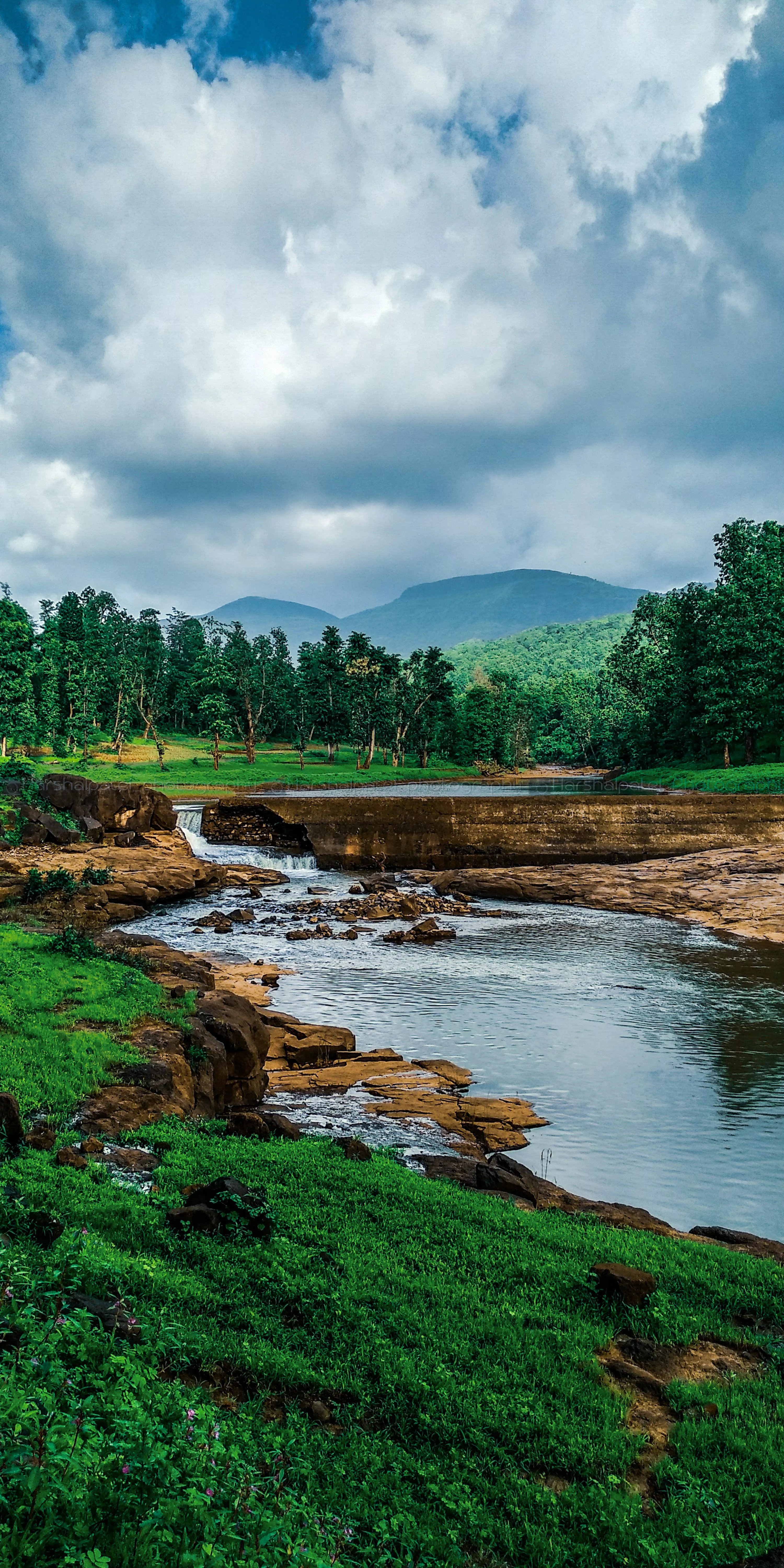 Green trees beside river under blue sky