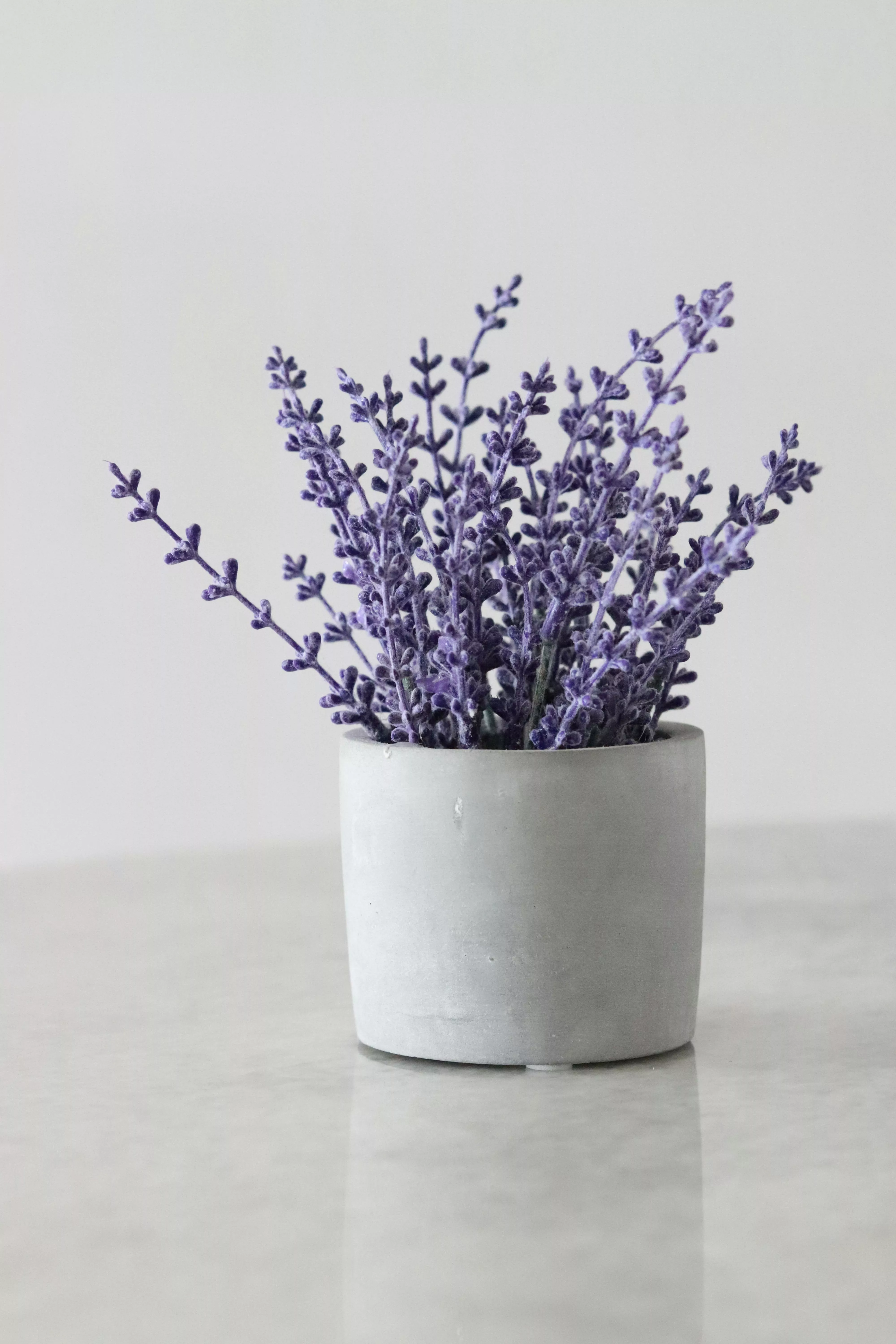 Lavender Color Photo, Download