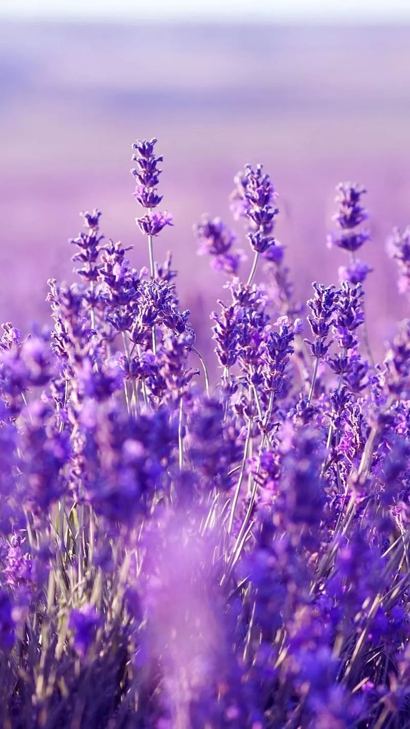 Aesthetic Purple Lavender With Blur