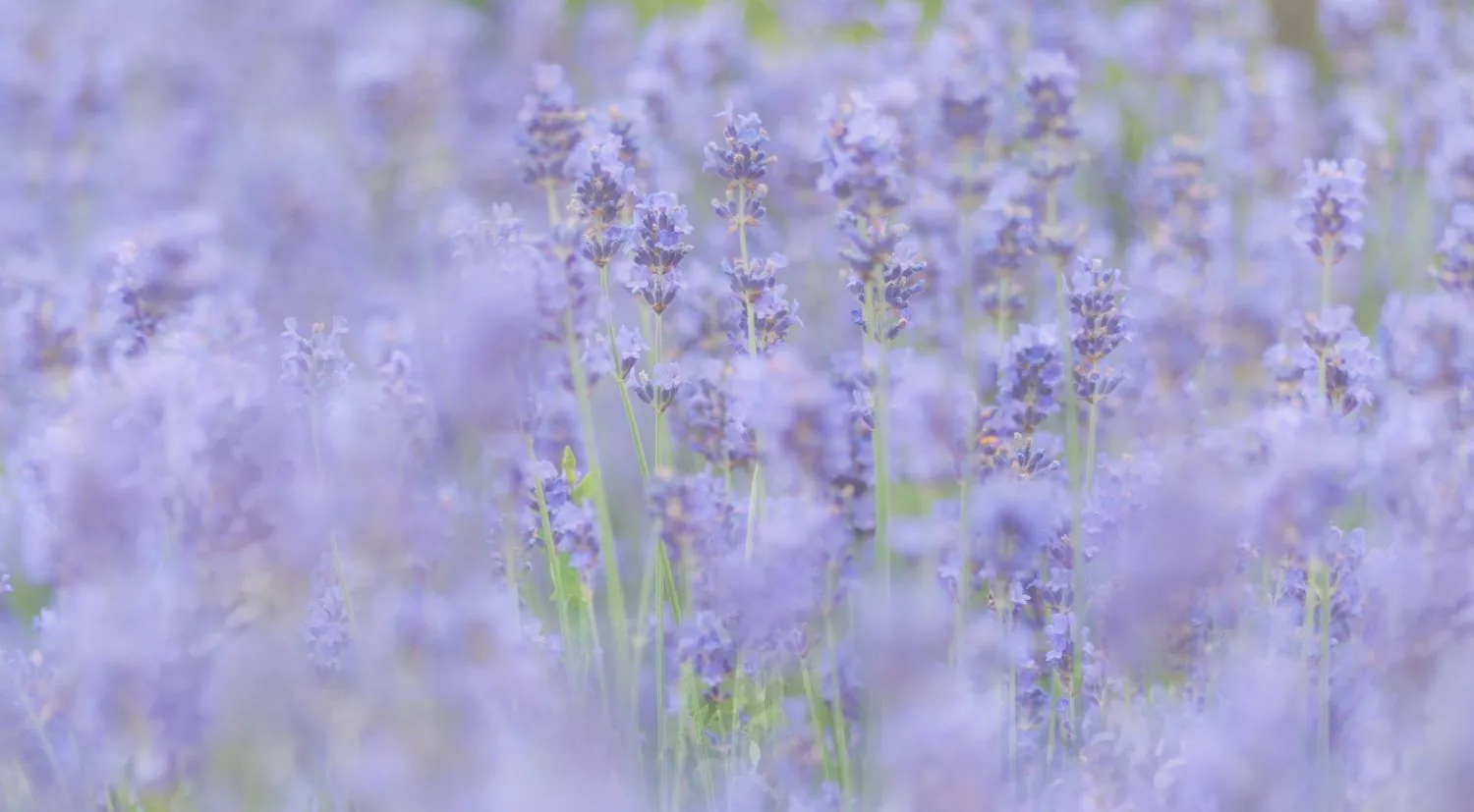 Lavender color soft focus background