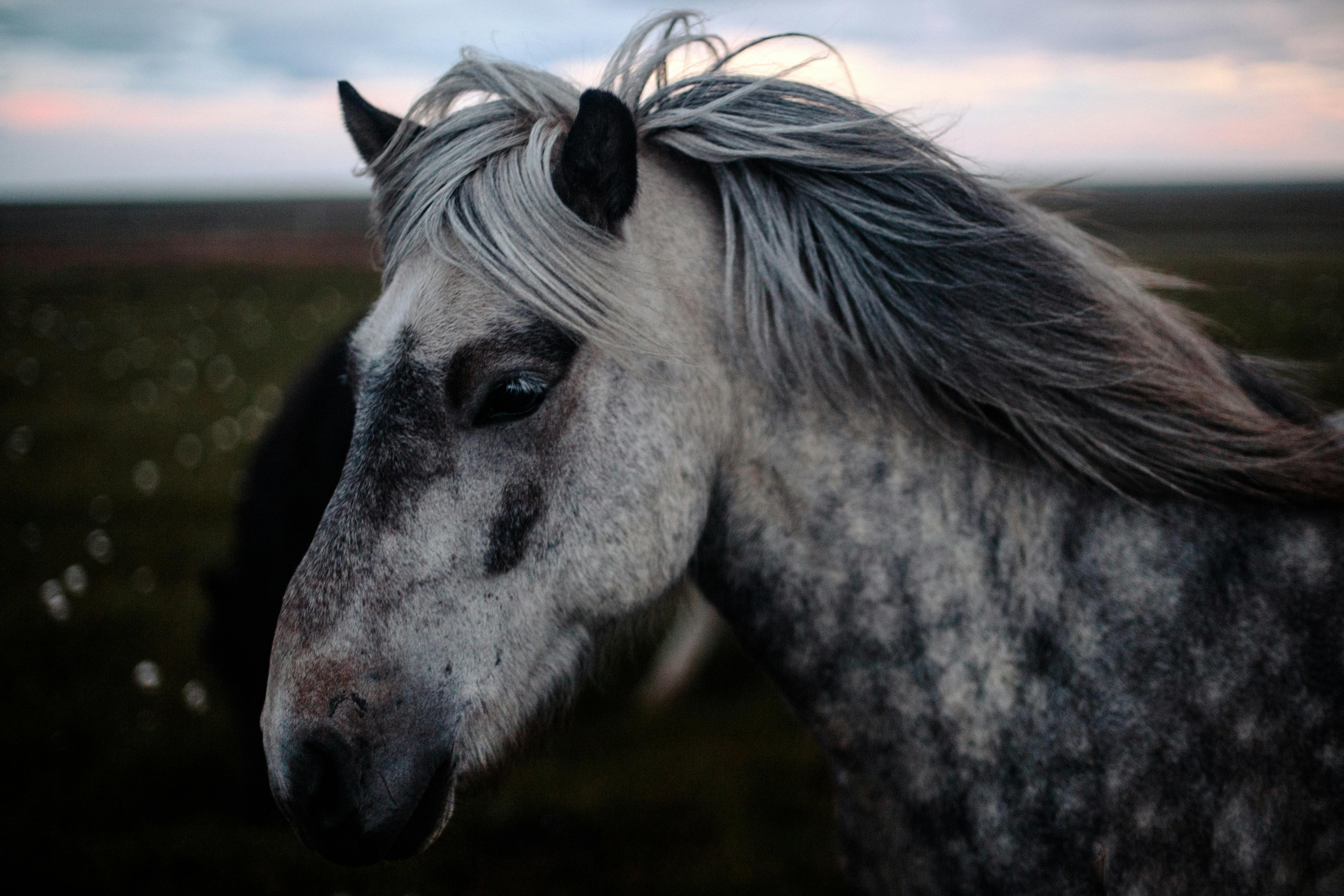 White Horse Close up · Free