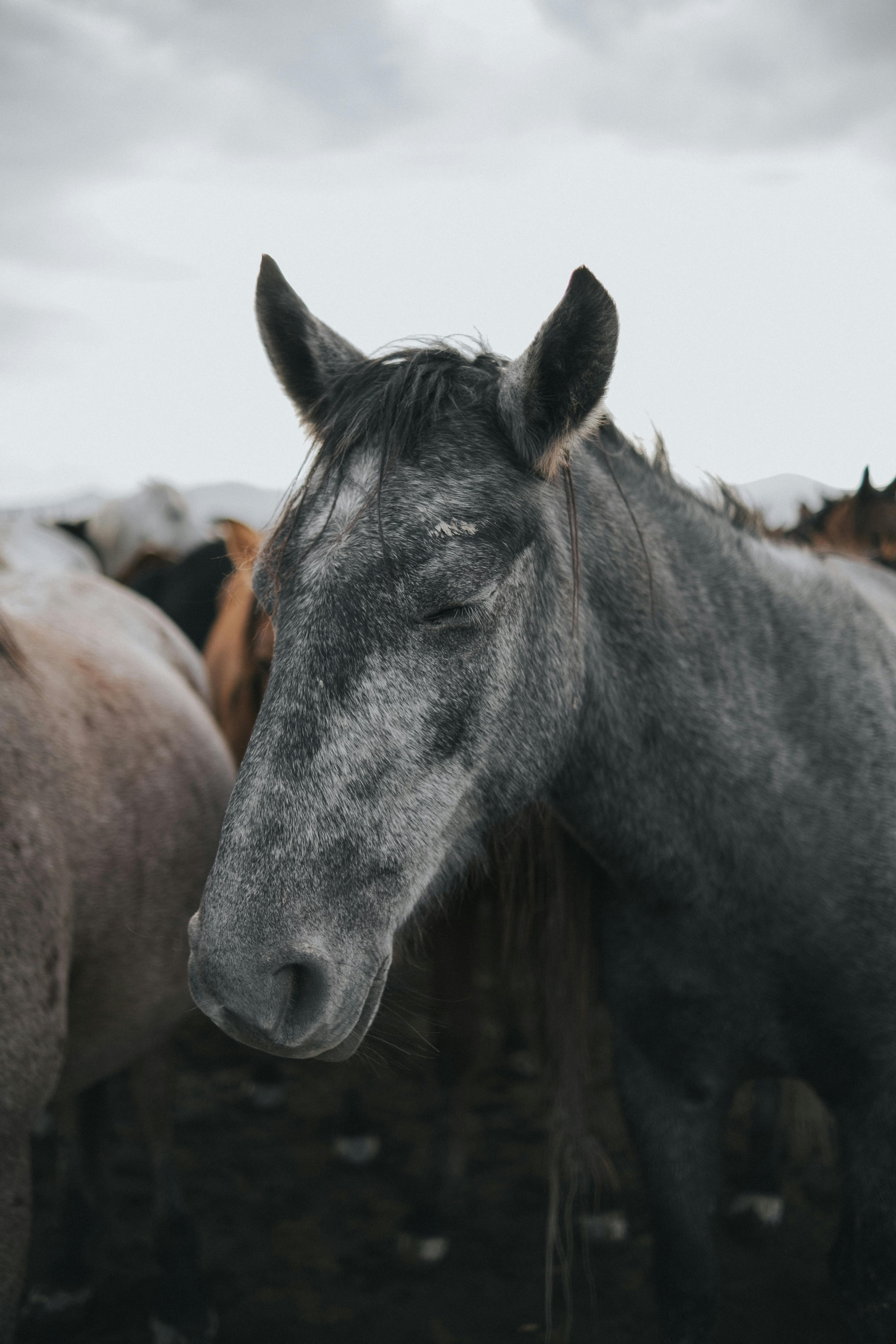 Grey Horse Photo, Download The BEST