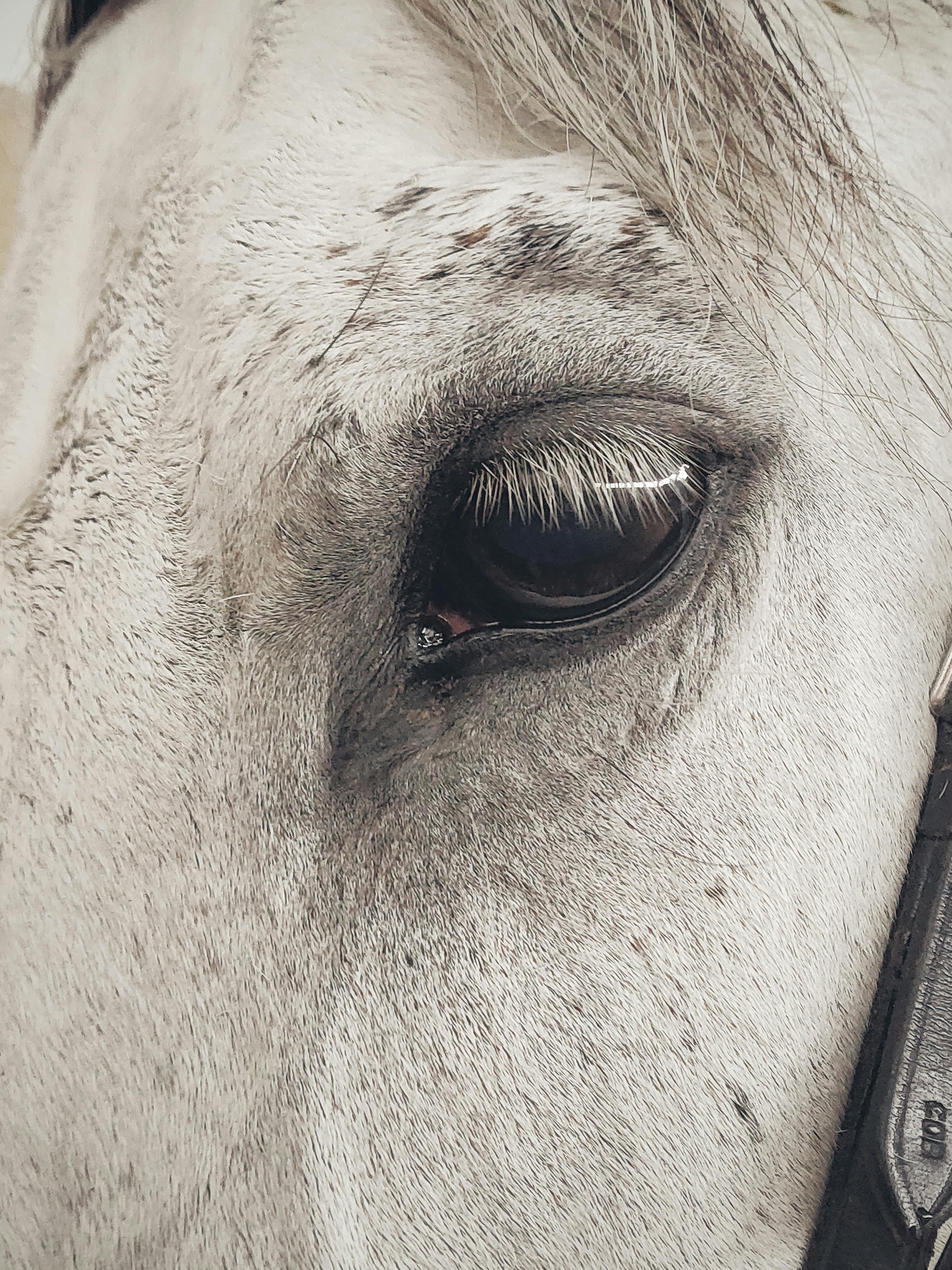 Grey Horse Photo, Download The BEST