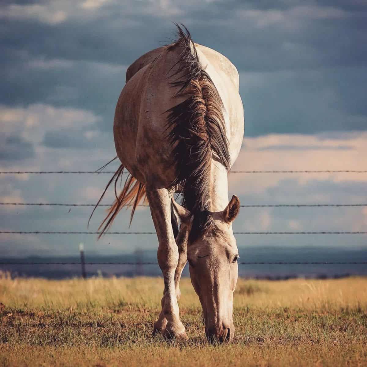 Photo of Marvelous Gray Horses