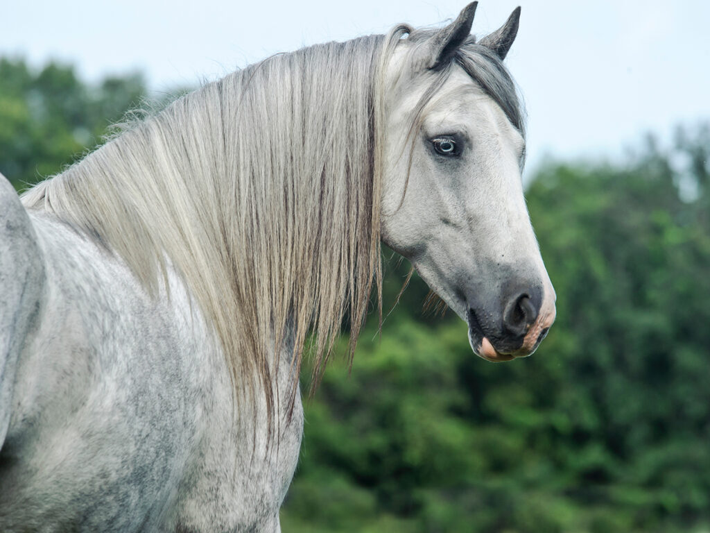 Gray Horse Melanoma