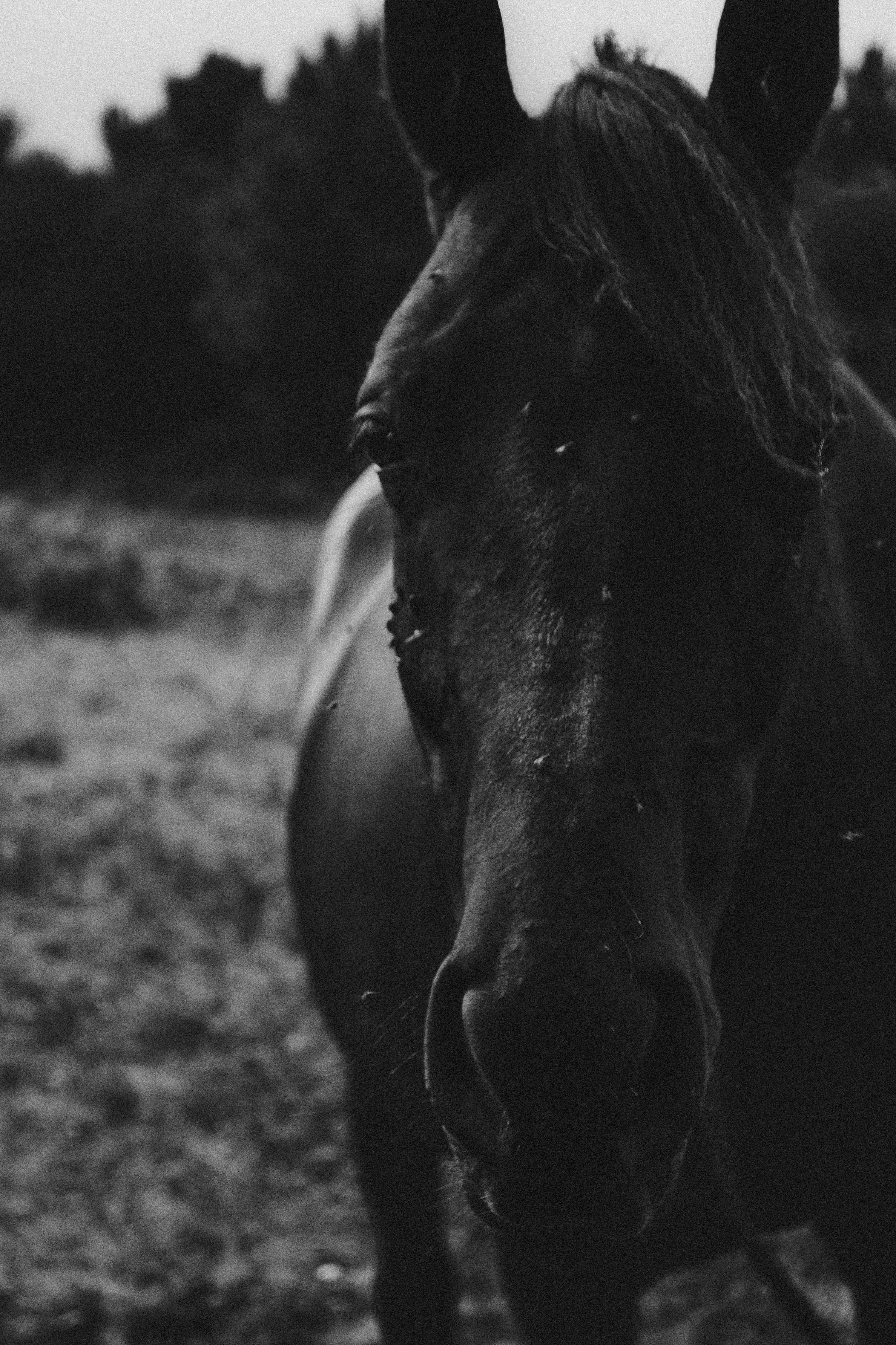 Grayscale photography of a horse's face