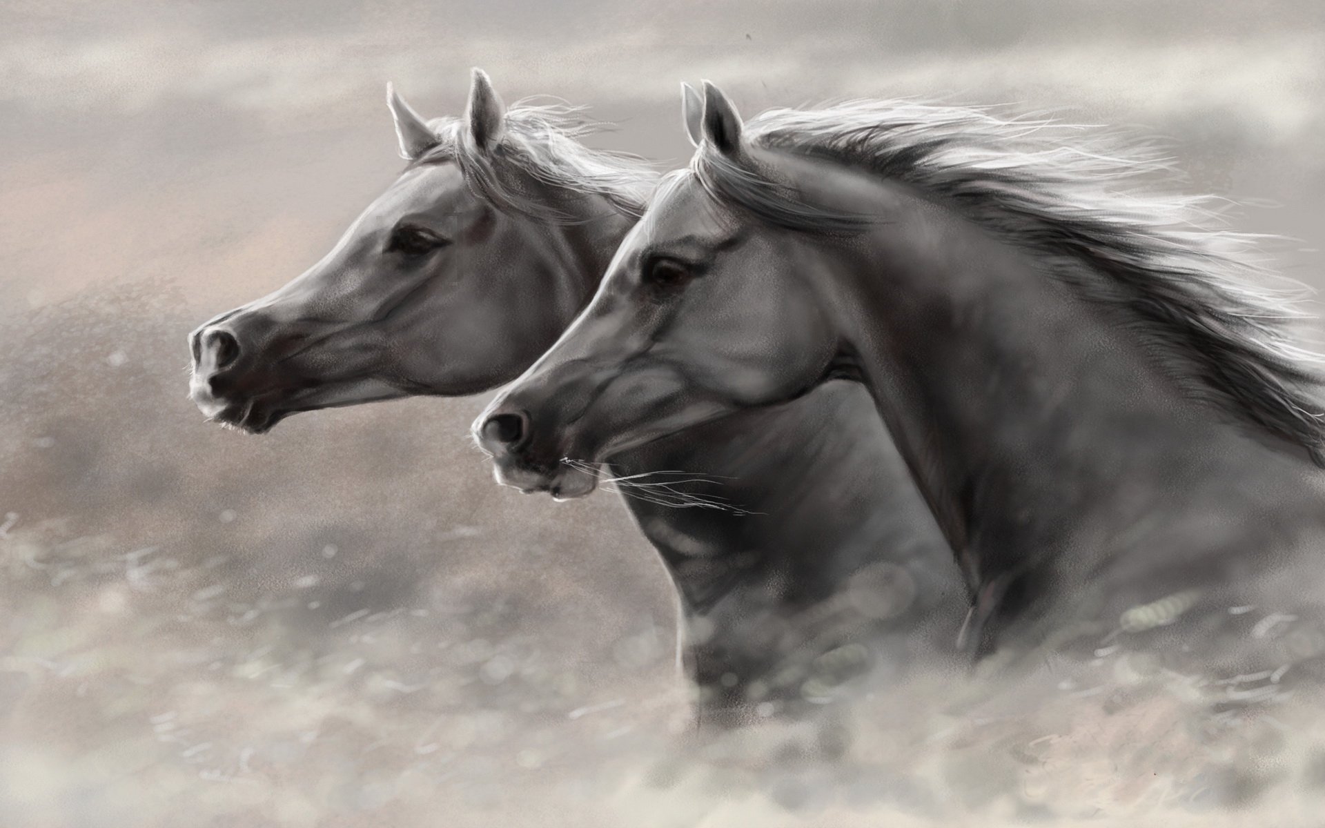 Majestic Horses HD Wallpaper