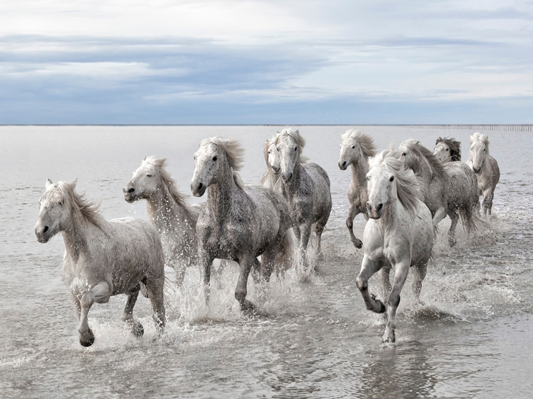 Wild Horses, France