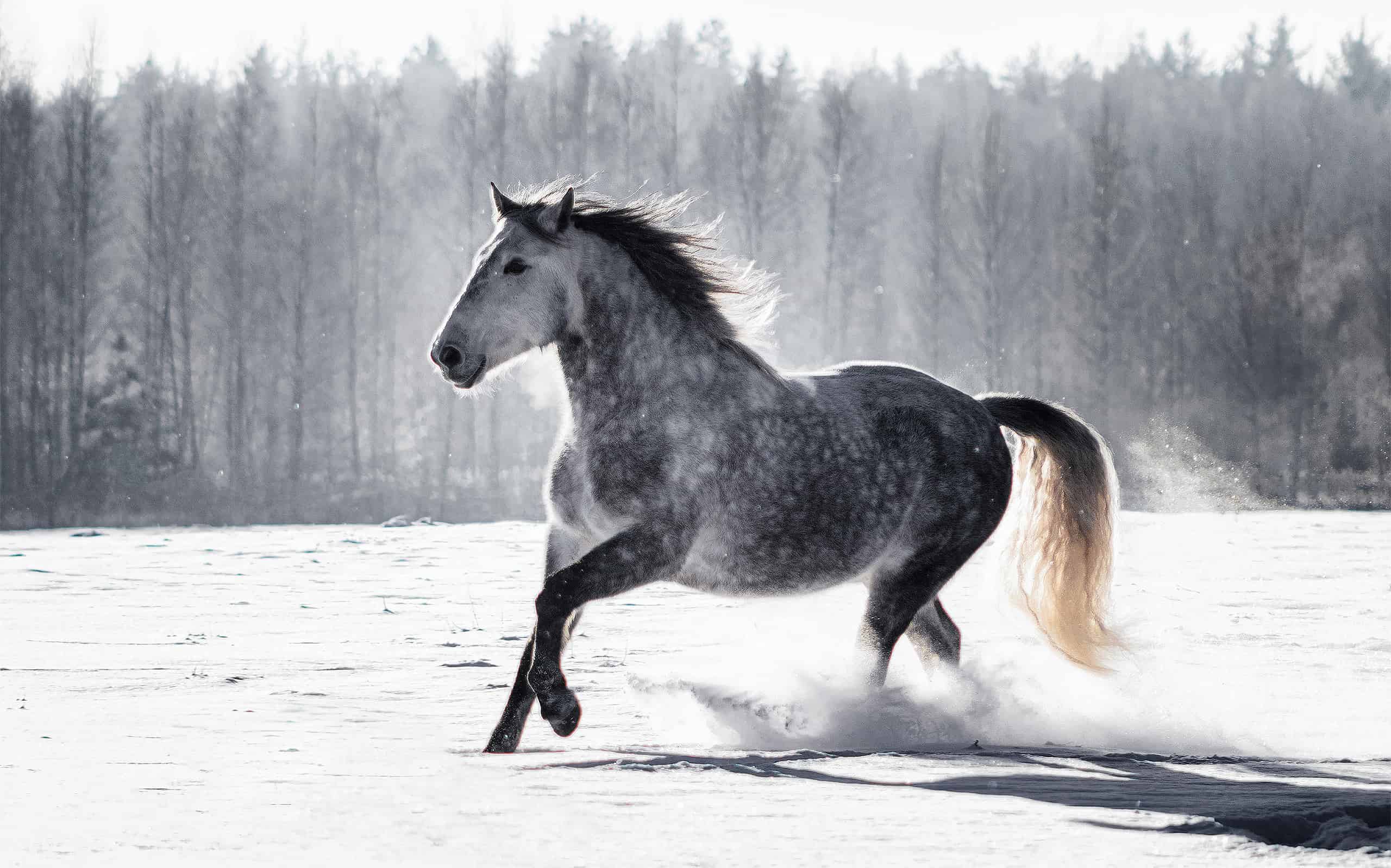 Incredible Grey Horse Names Z