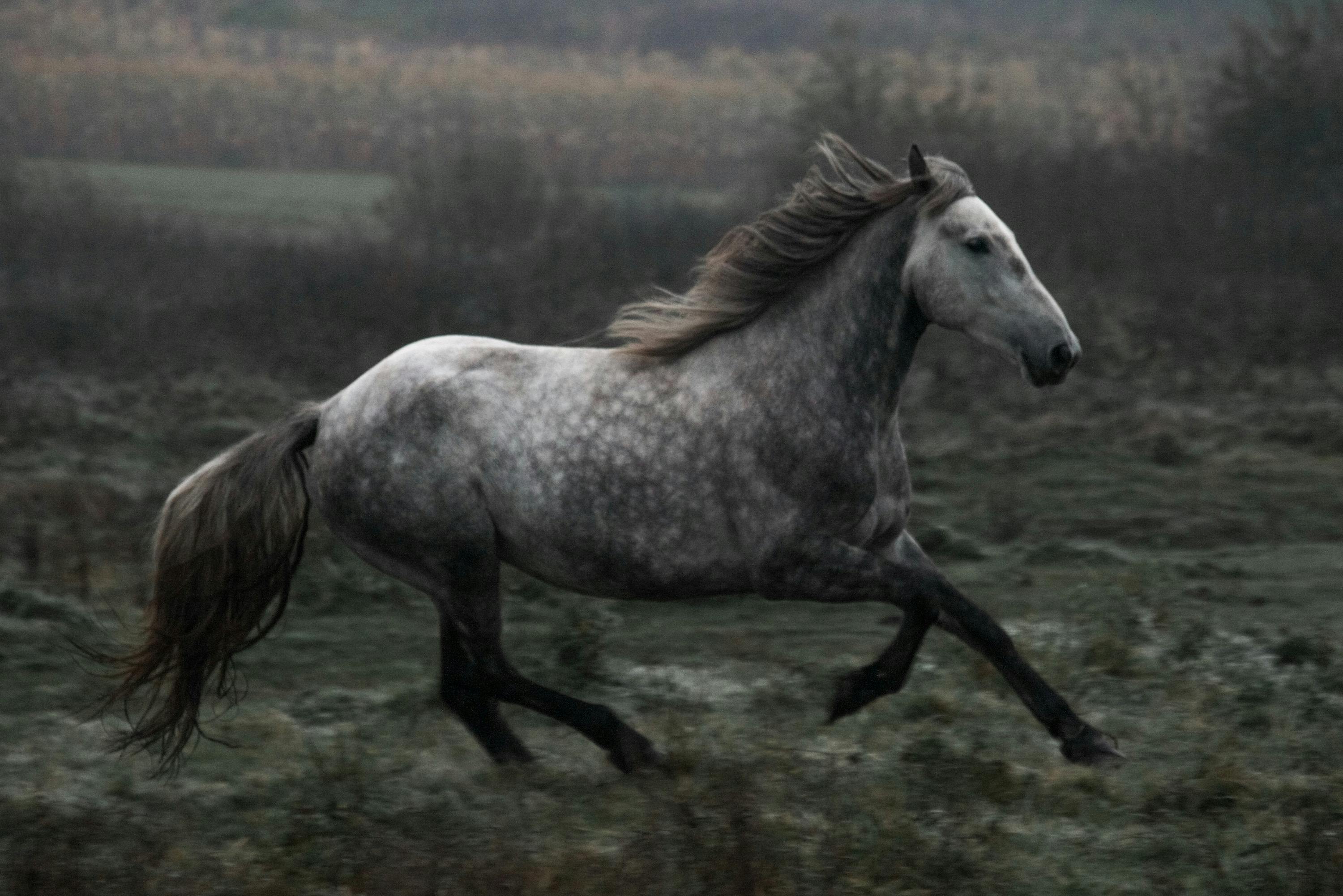 A White Horse Running in the Field