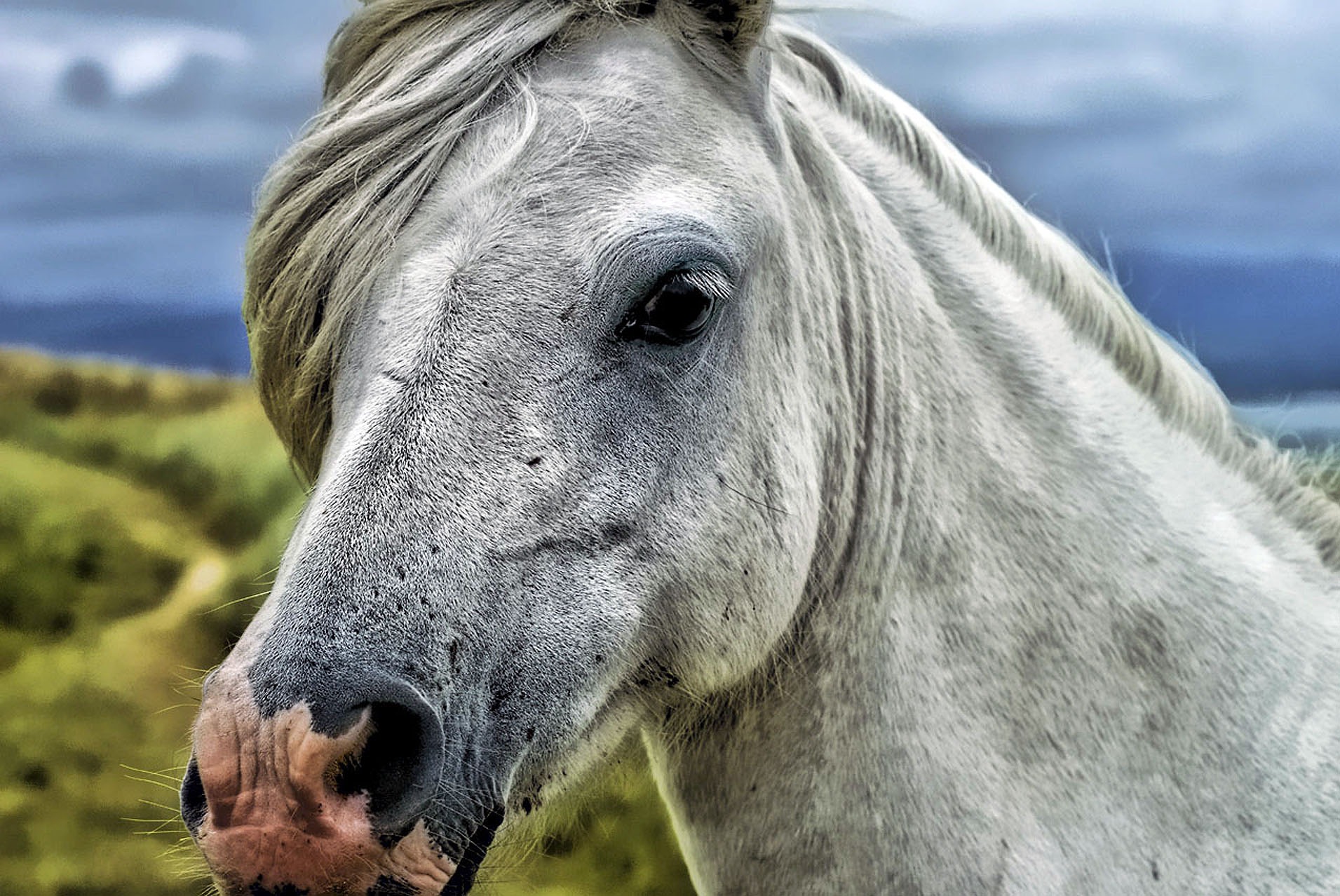 Shallow focus photography of gray horse